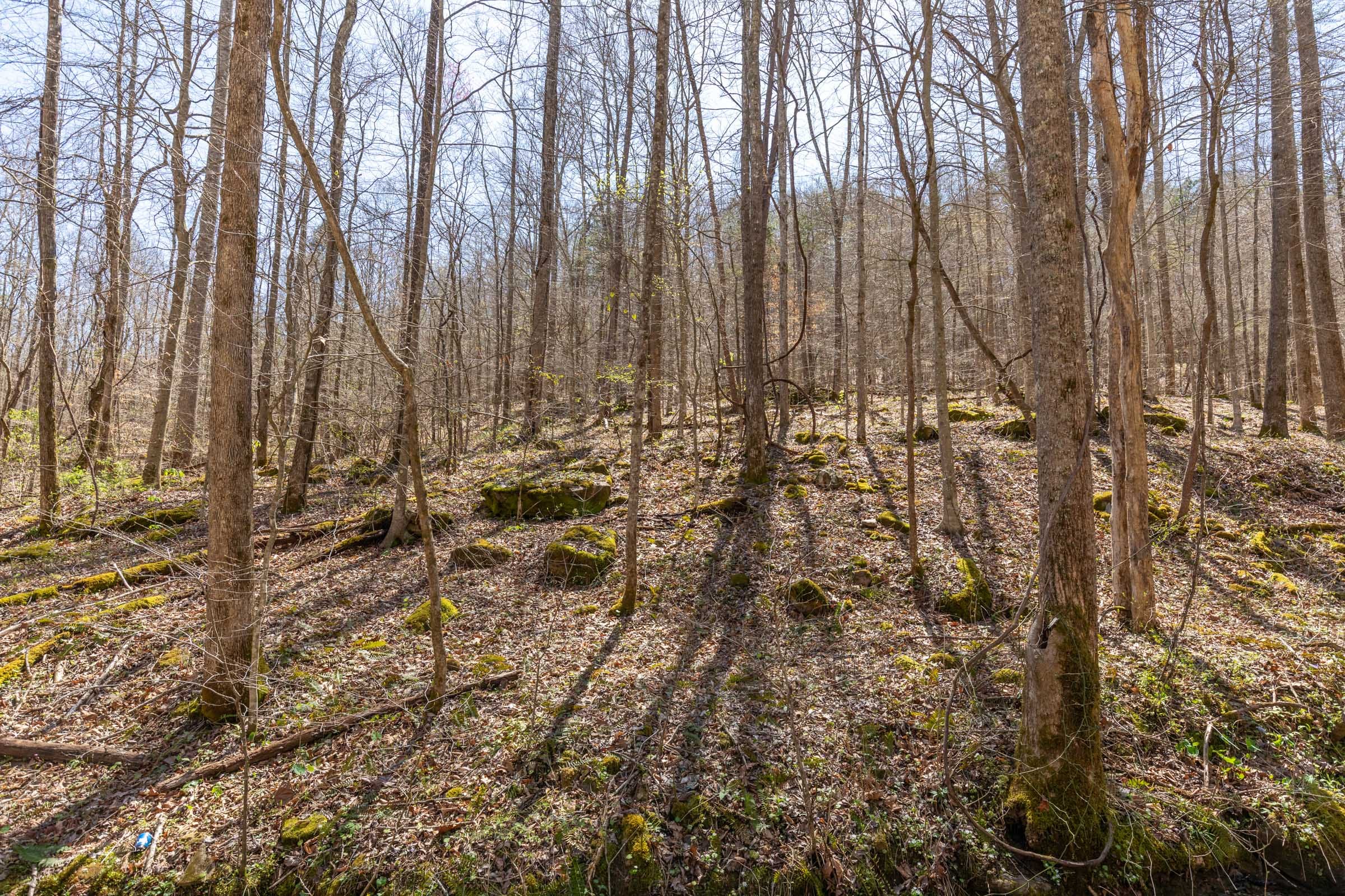 Woodland Heights Tract 14 photo 6