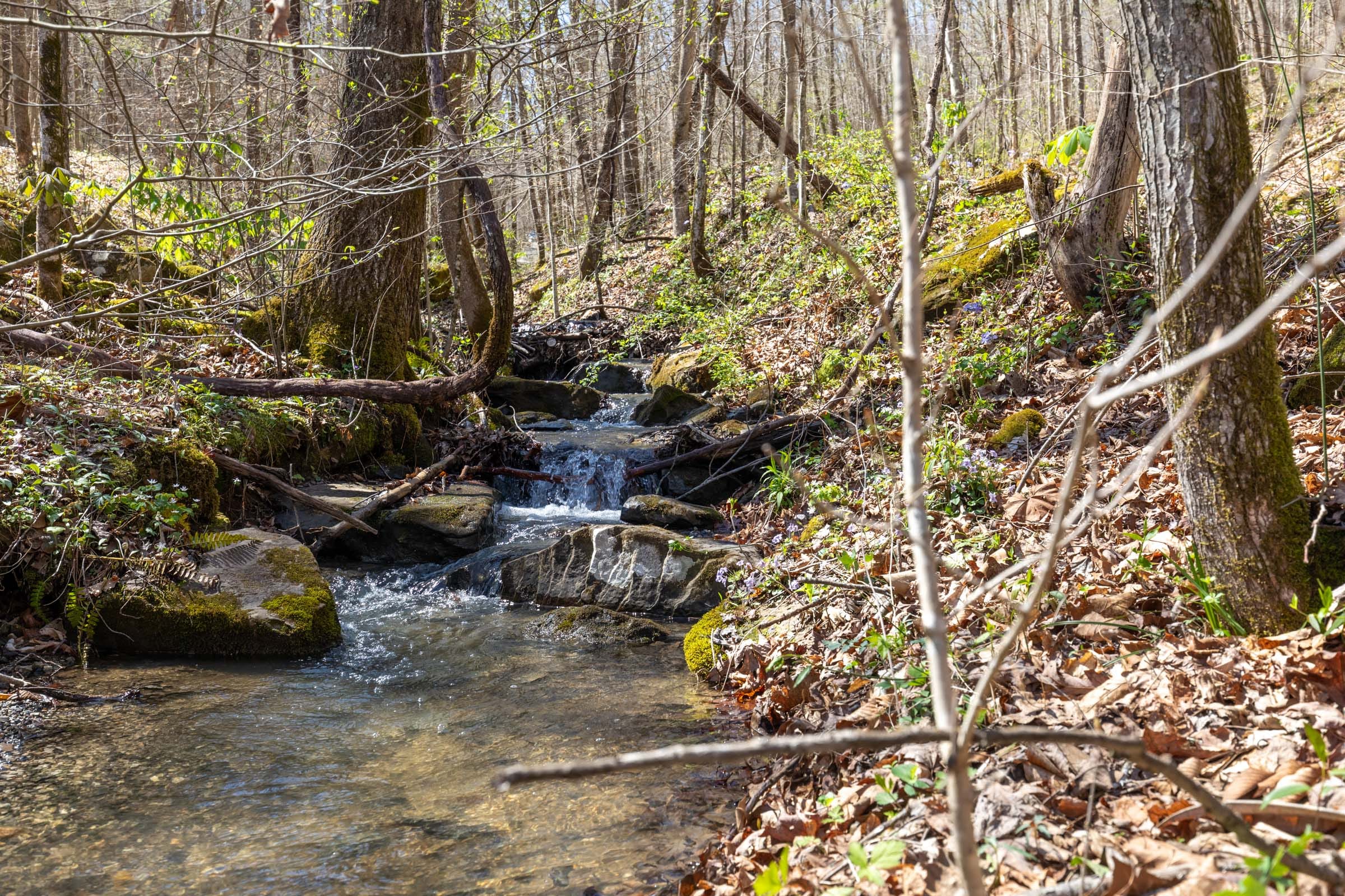Woodland Heights Tract 14 photo 3