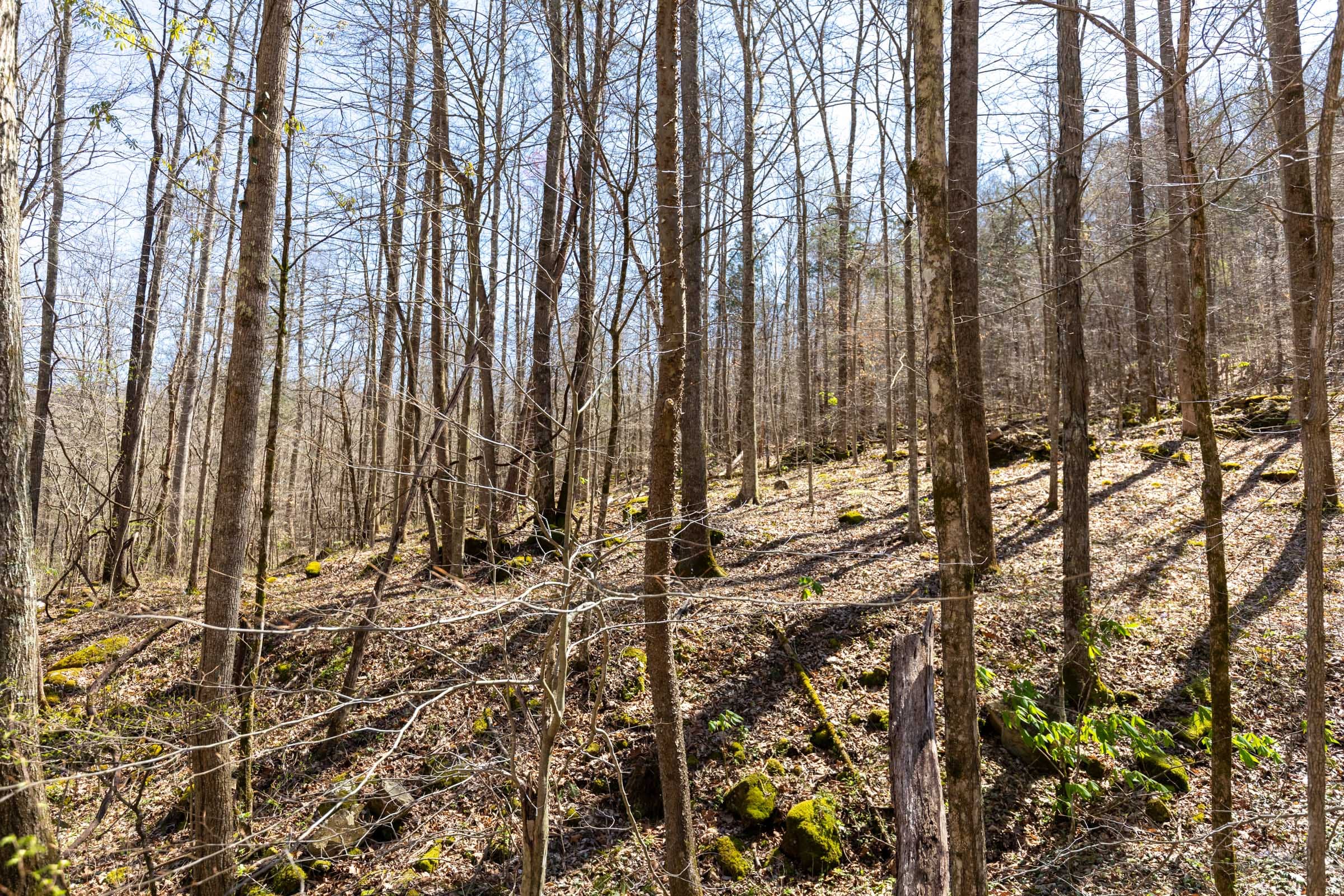 Woodland Heights Tract 14 photo 5