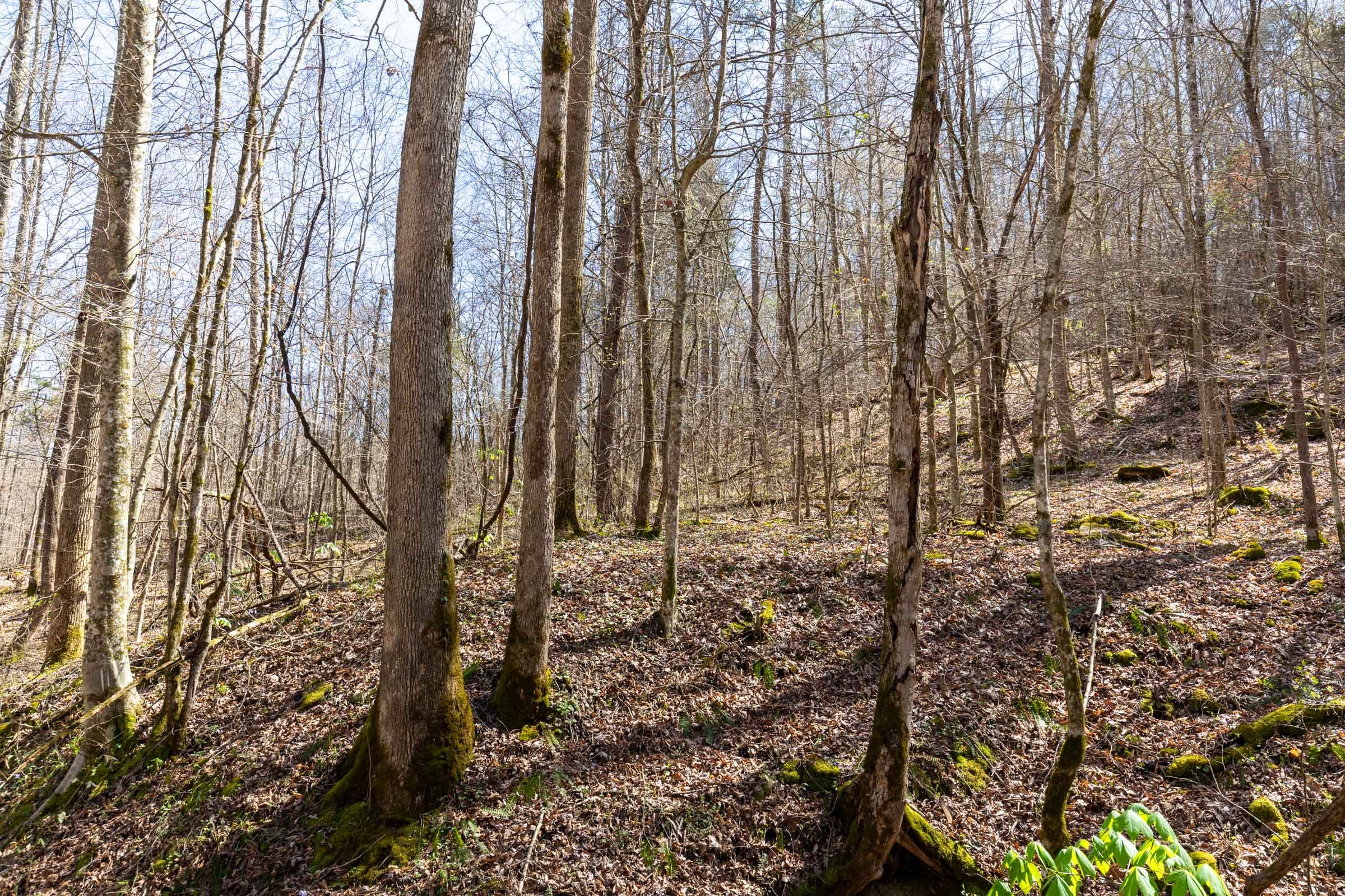 Woodland Heights Tract 14 photo 7