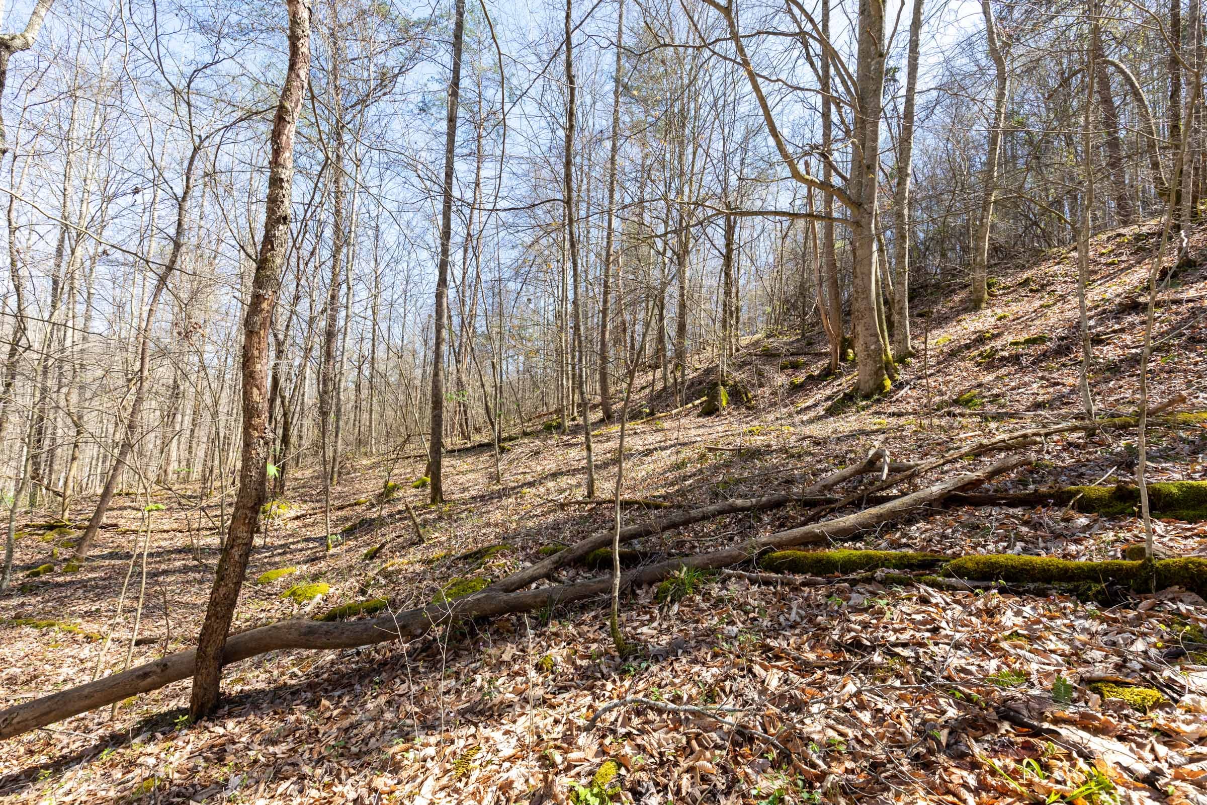 Woodland Heights Tract 14 photo 9