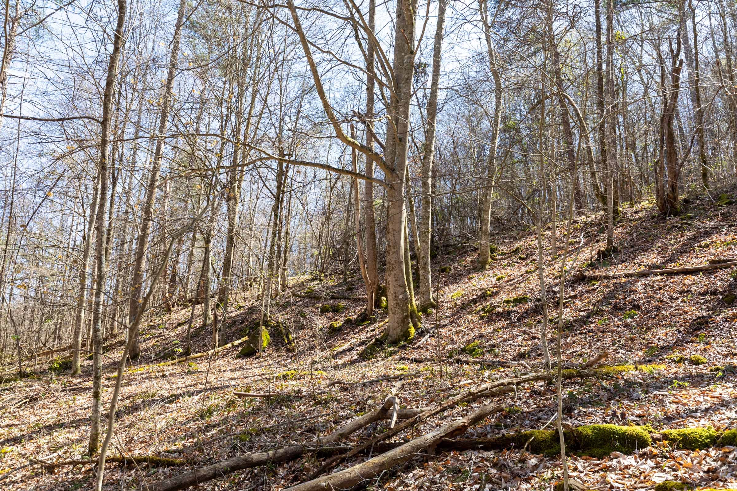 Woodland Heights Tract 14 photo 10