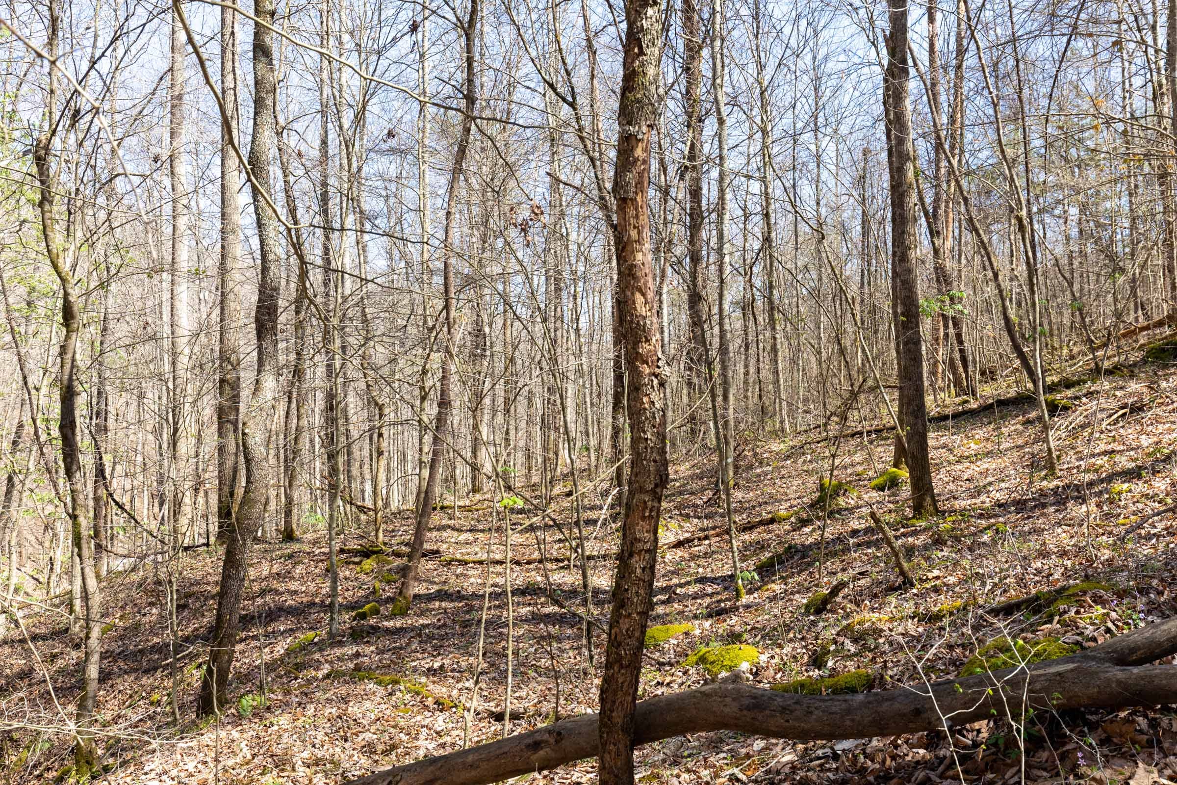 Woodland Heights Tract 14 photo 11