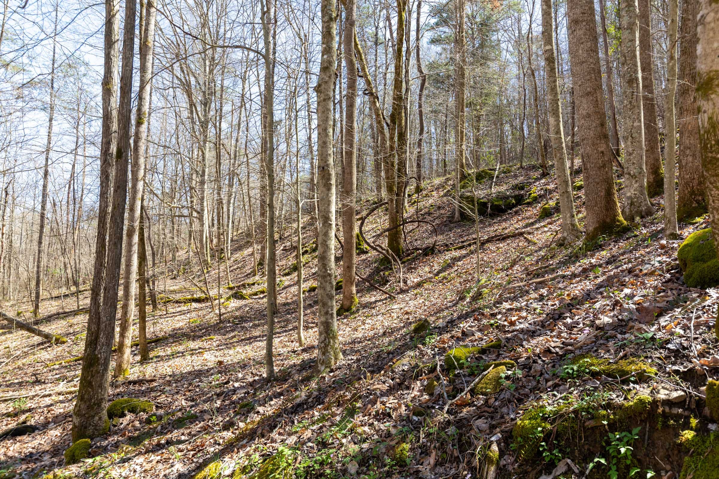 Woodland Heights Tract 14 photo 12