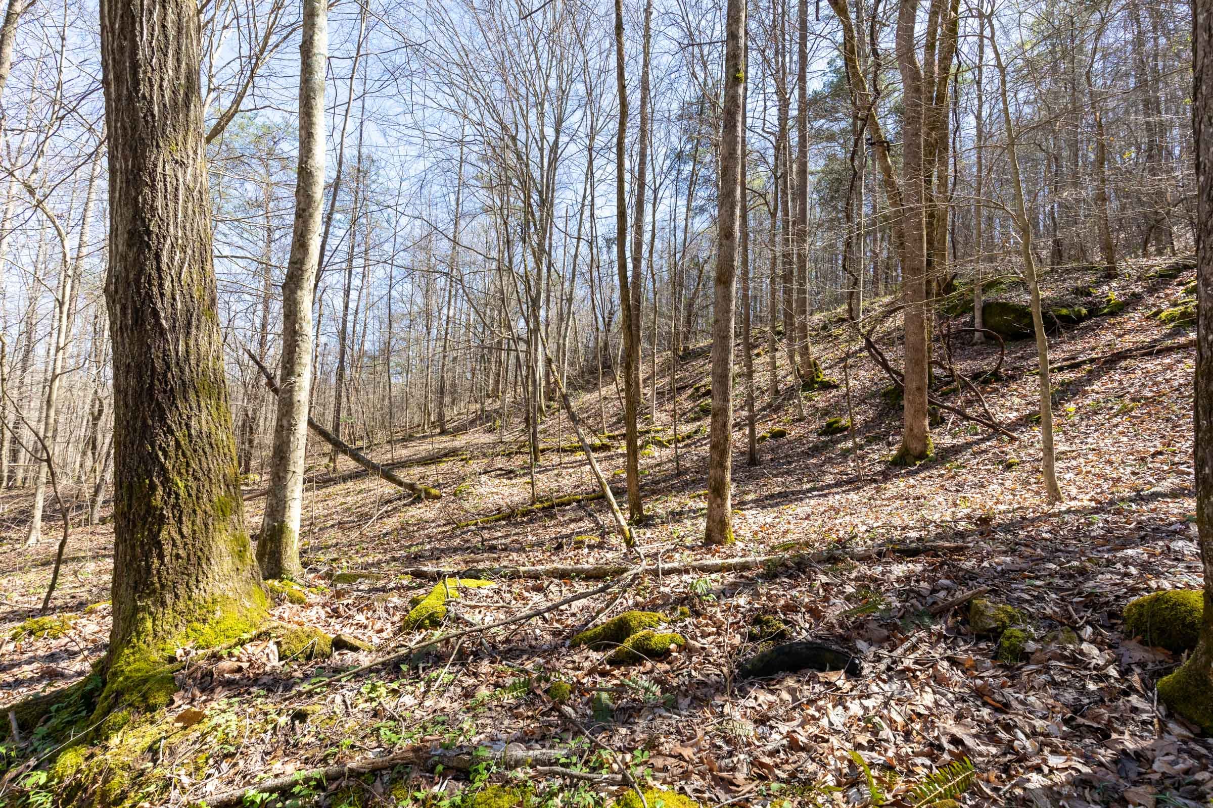 Woodland Heights Tract 14 photo 13