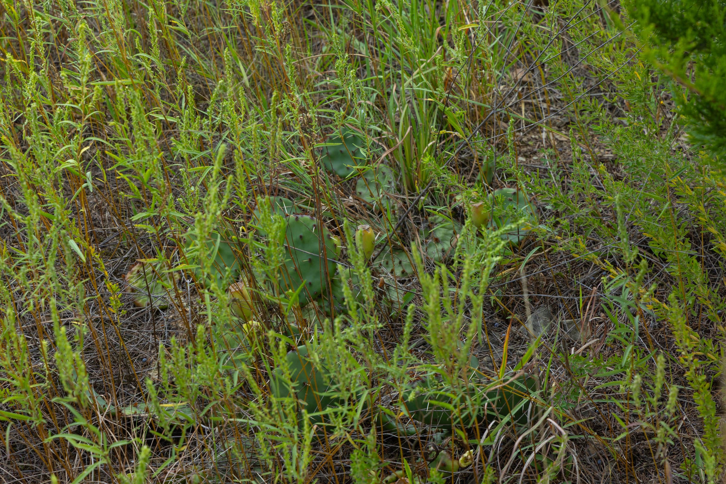 Reserves At Cattail Cove Phase II Tract 50 photo 11