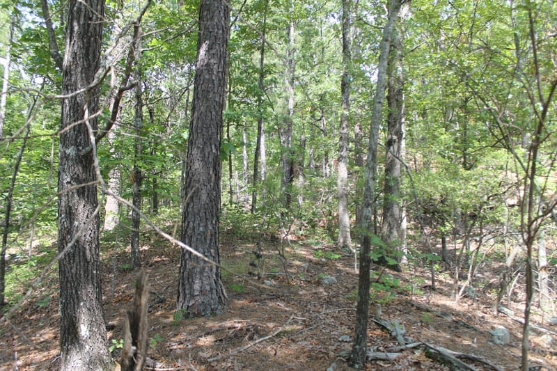 Trophy Ridge Phase III Tract 21 photo 1