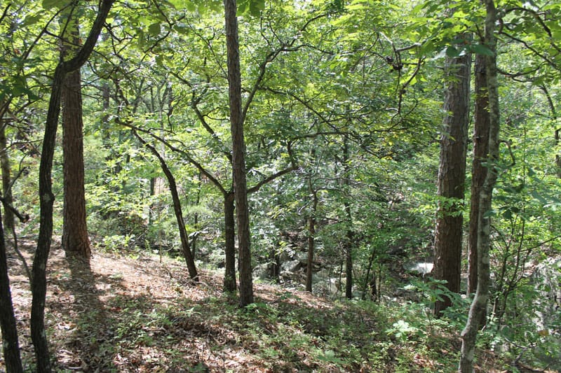 Trophy Ridge Phase III Tract 21 photo 2