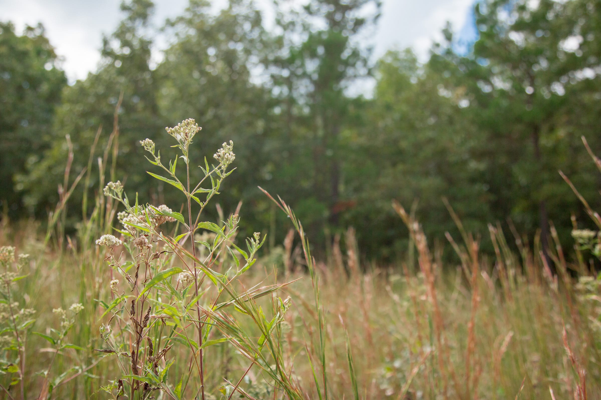 Wagon Wheel Ranch Tract 47 photo 3