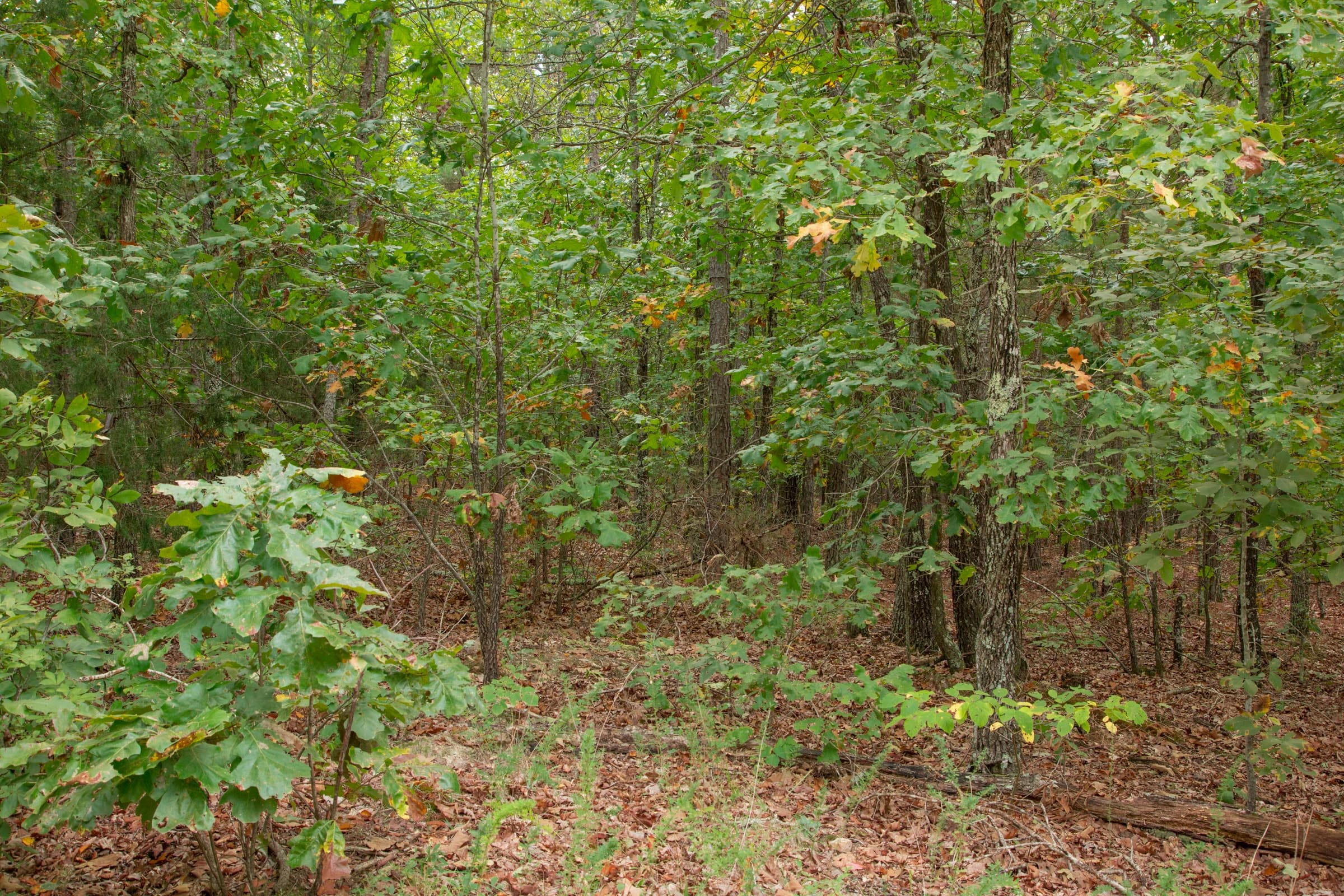 Wagon Wheel Ranch Tract 47 photo 4