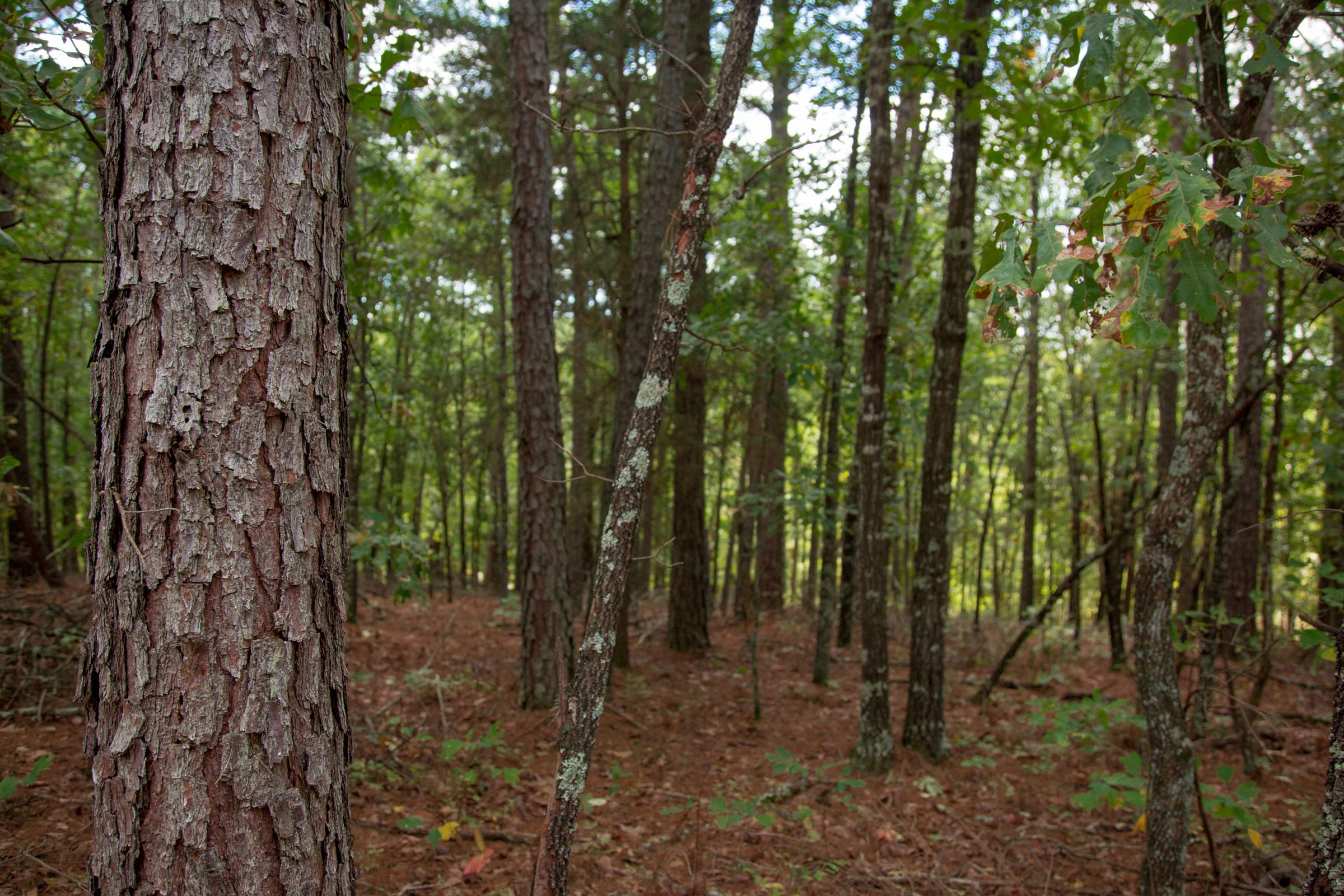 Wagon Wheel Ranch Tract 47 photo 9