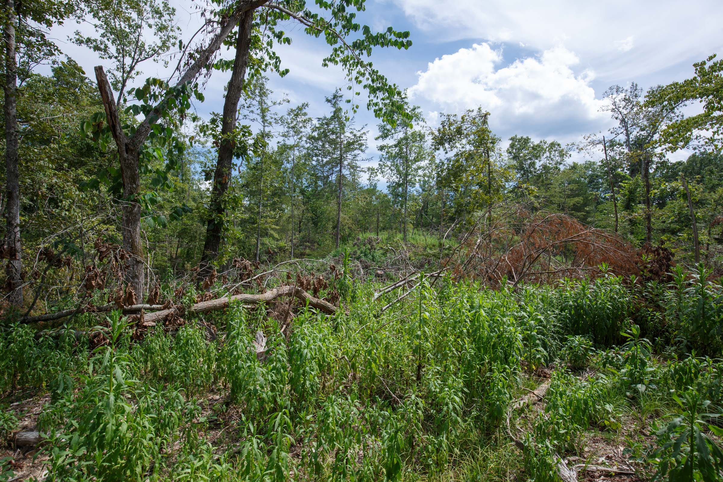 Wildwood Tract 26 photo 4