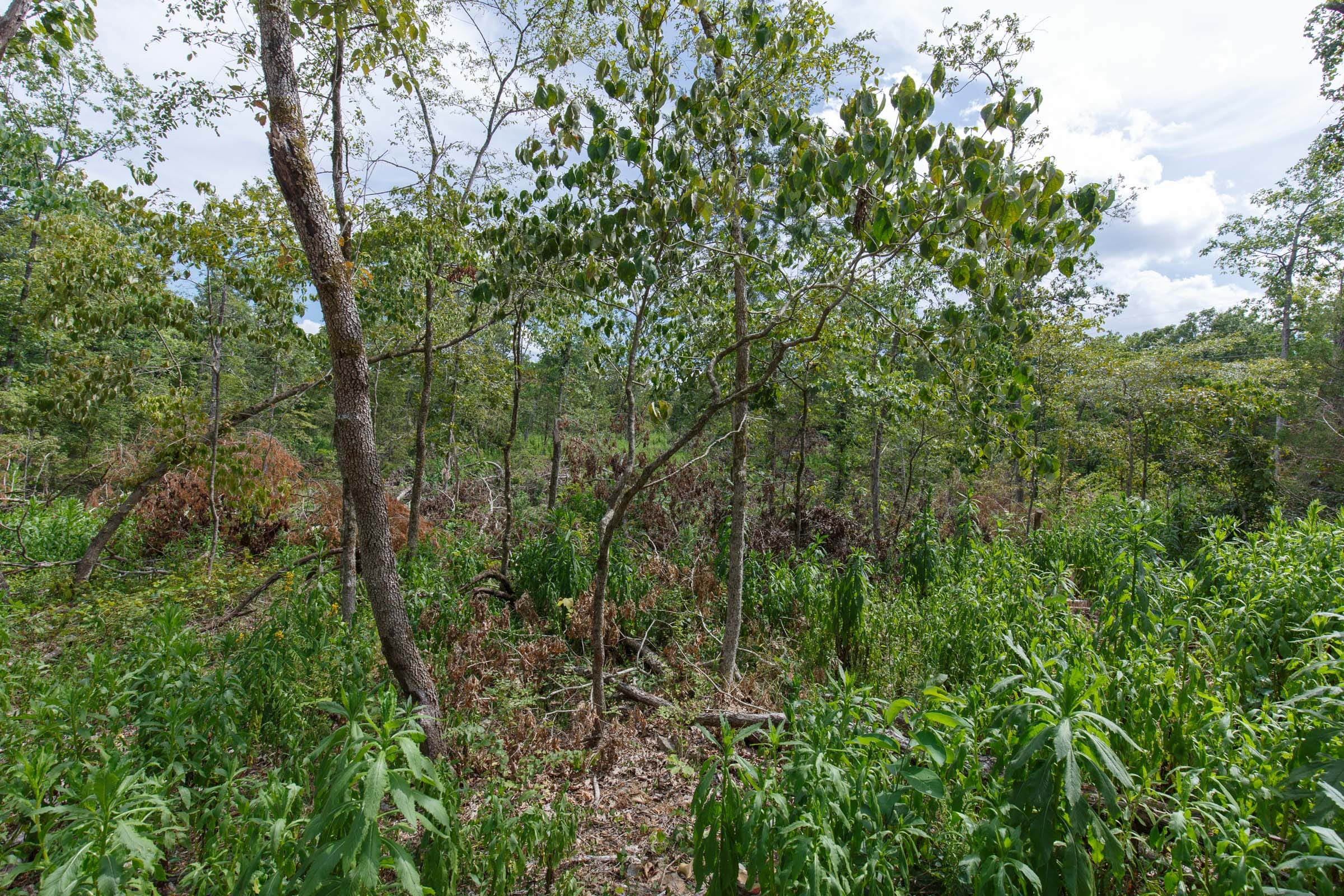 Wildwood Tract 26 photo 2