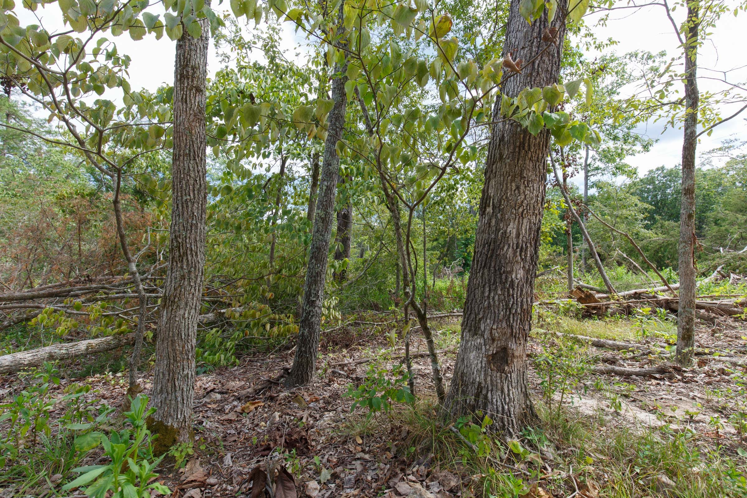 Wildwood Tract 26 photo 6