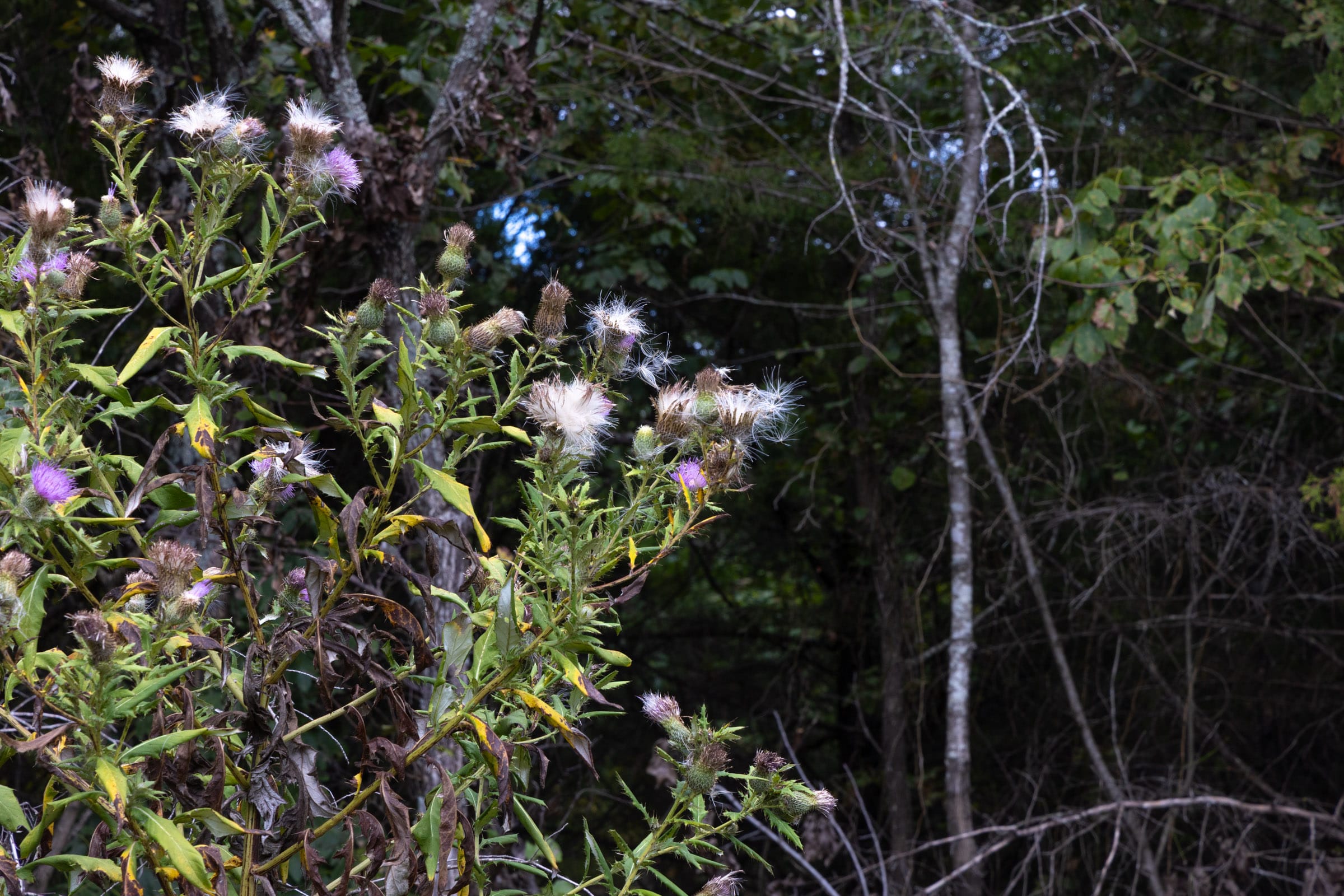 Reserves At Cattail Cove Phase II Tract 46 photo 8