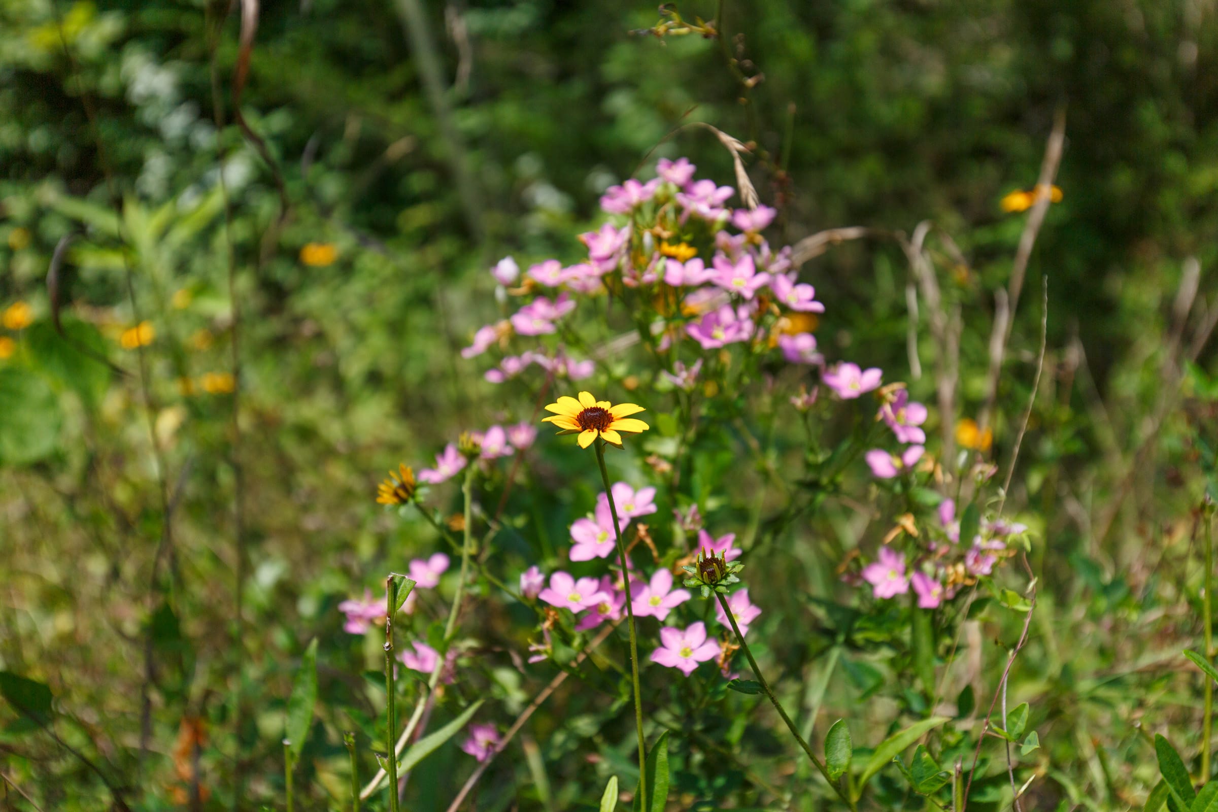 Rolling Hills Tract 20 photo 3