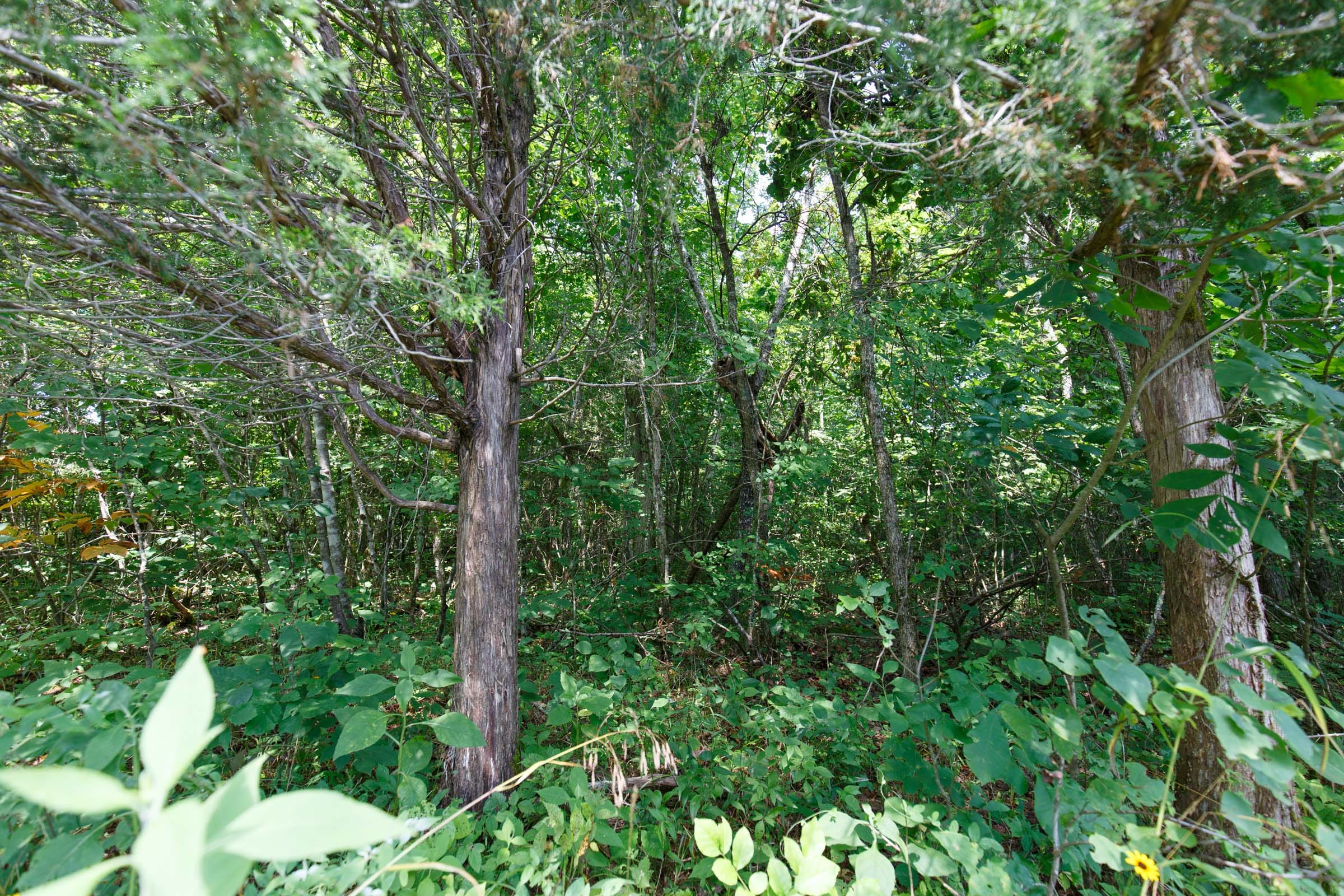 Rolling Hills Tract 20 photo 4