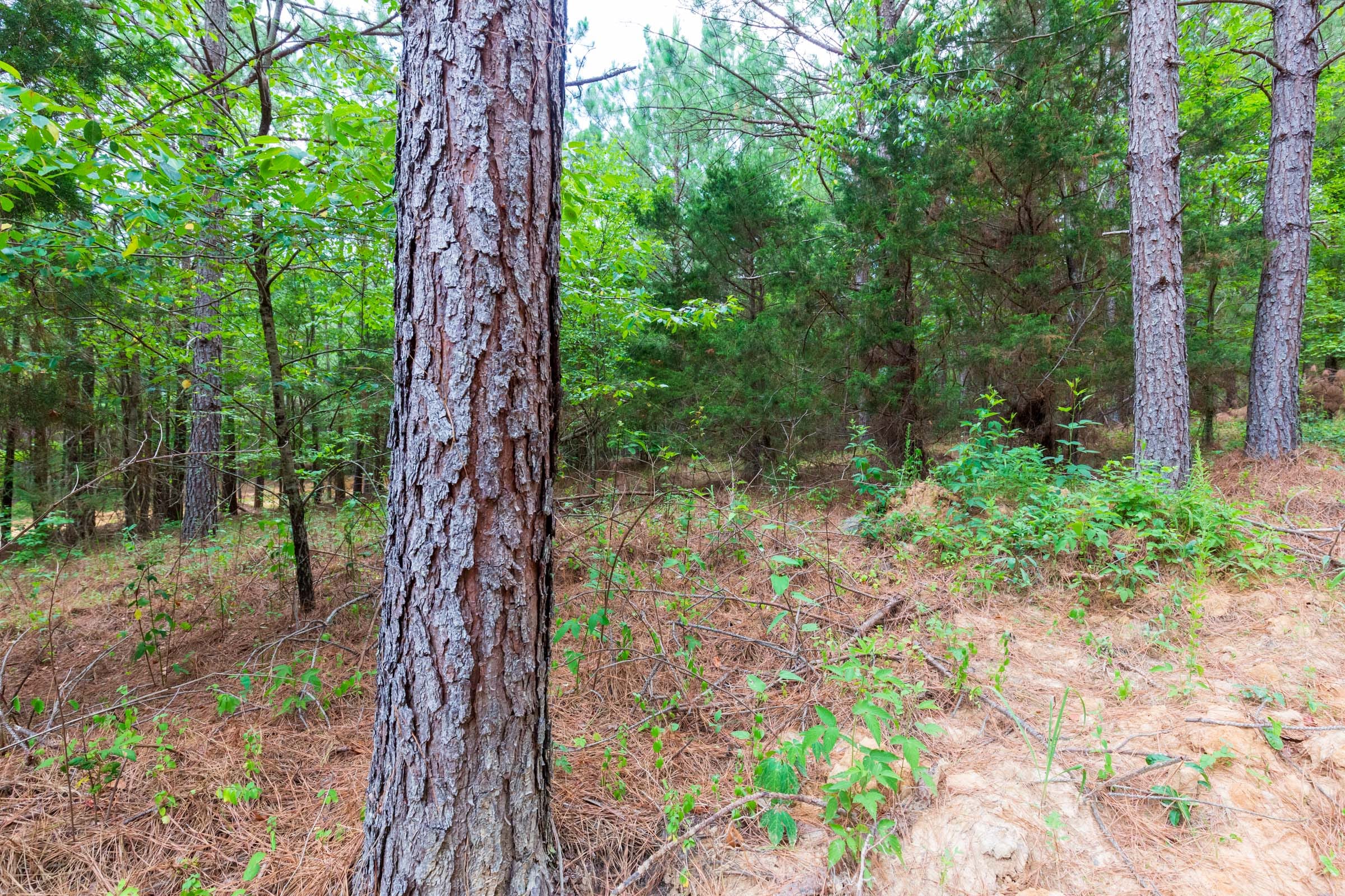 Whiskey Ridge Tract 81 photo 2