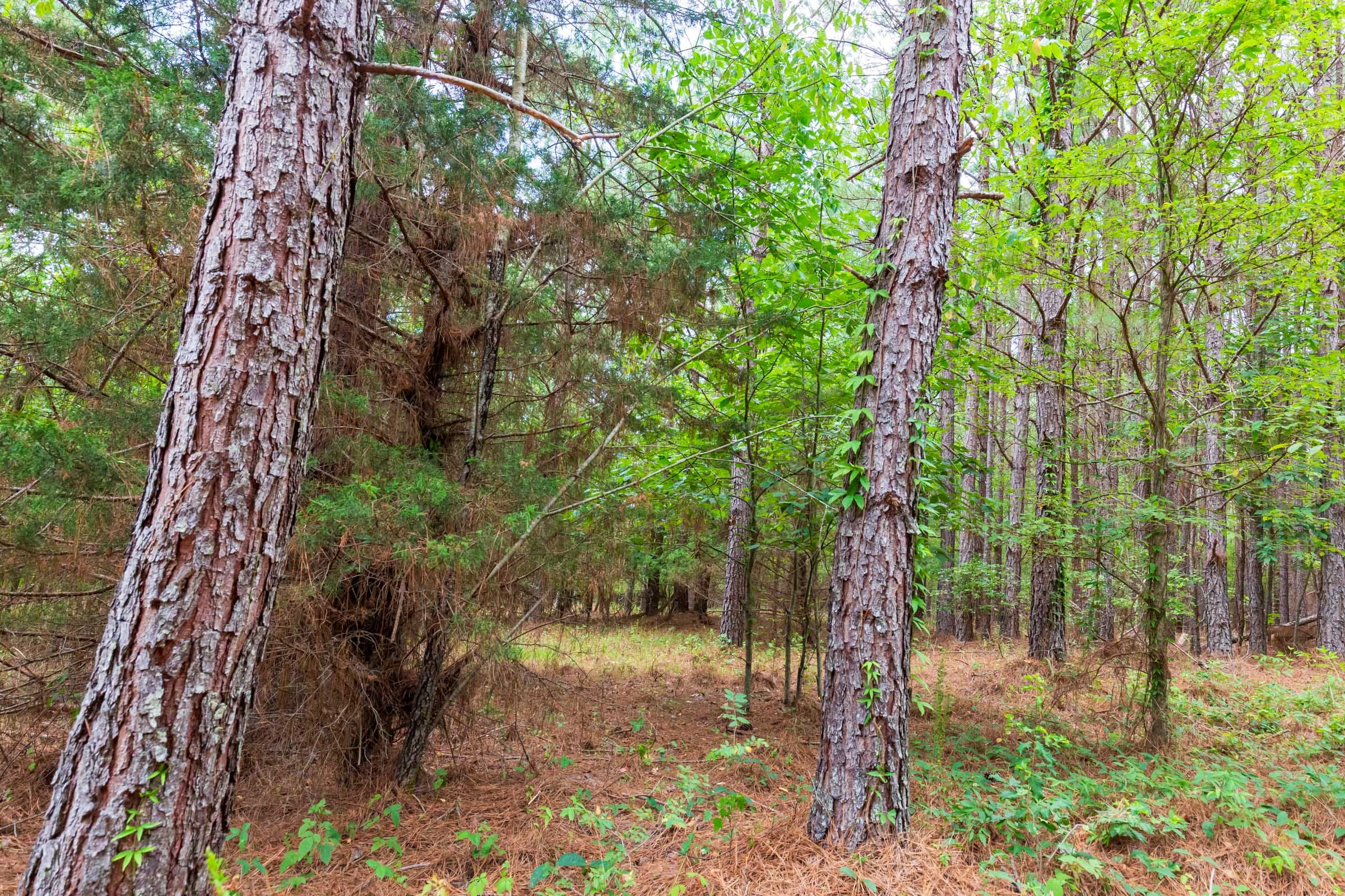 Whiskey Ridge Tract 81 photo 3