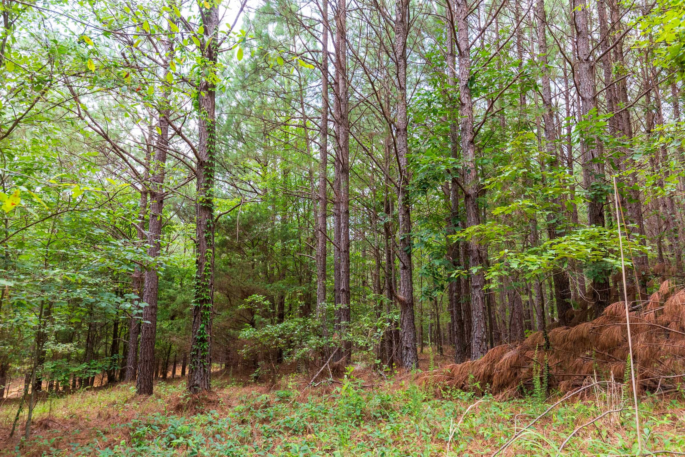 Whiskey Ridge Tract 81 photo 4