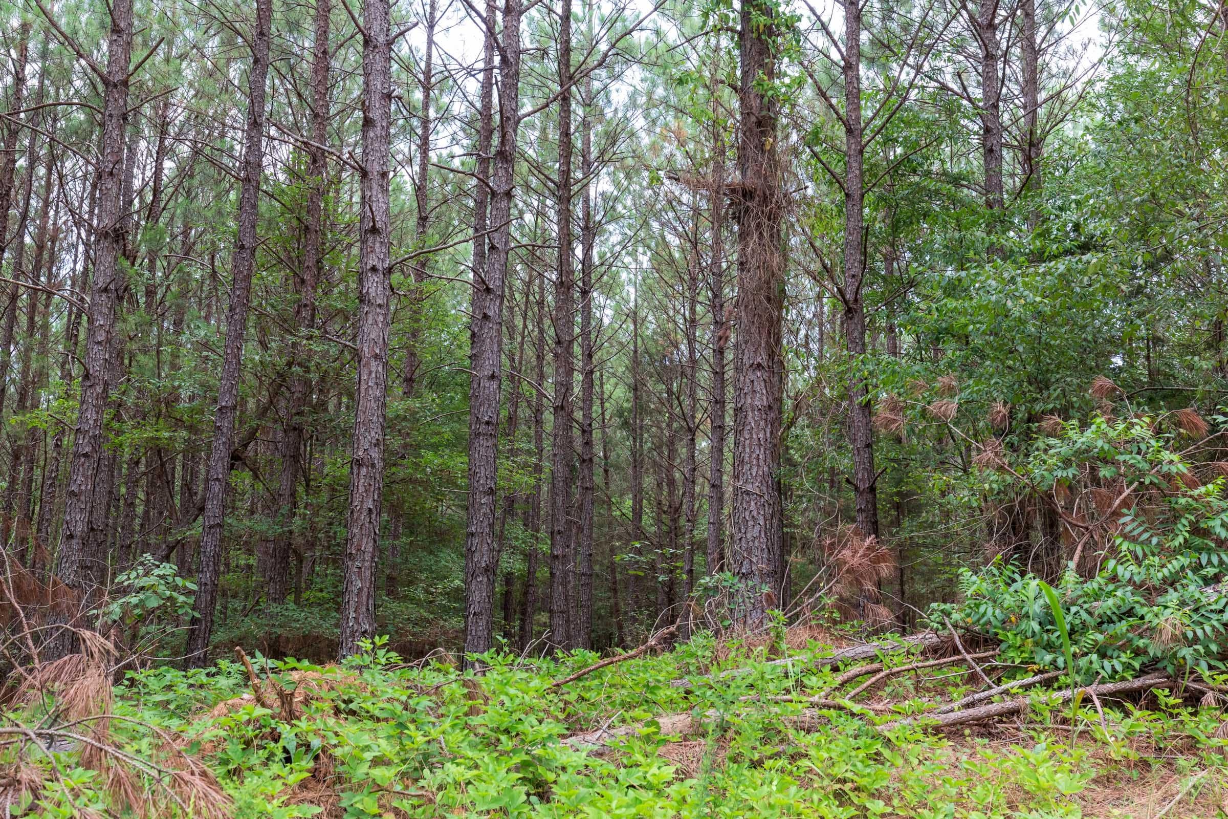 Whiskey Ridge Tract 81 photo 5