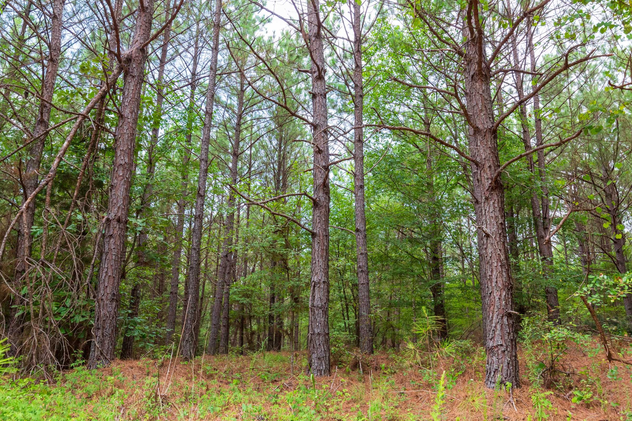 Whiskey Ridge Tract 81 photo 6