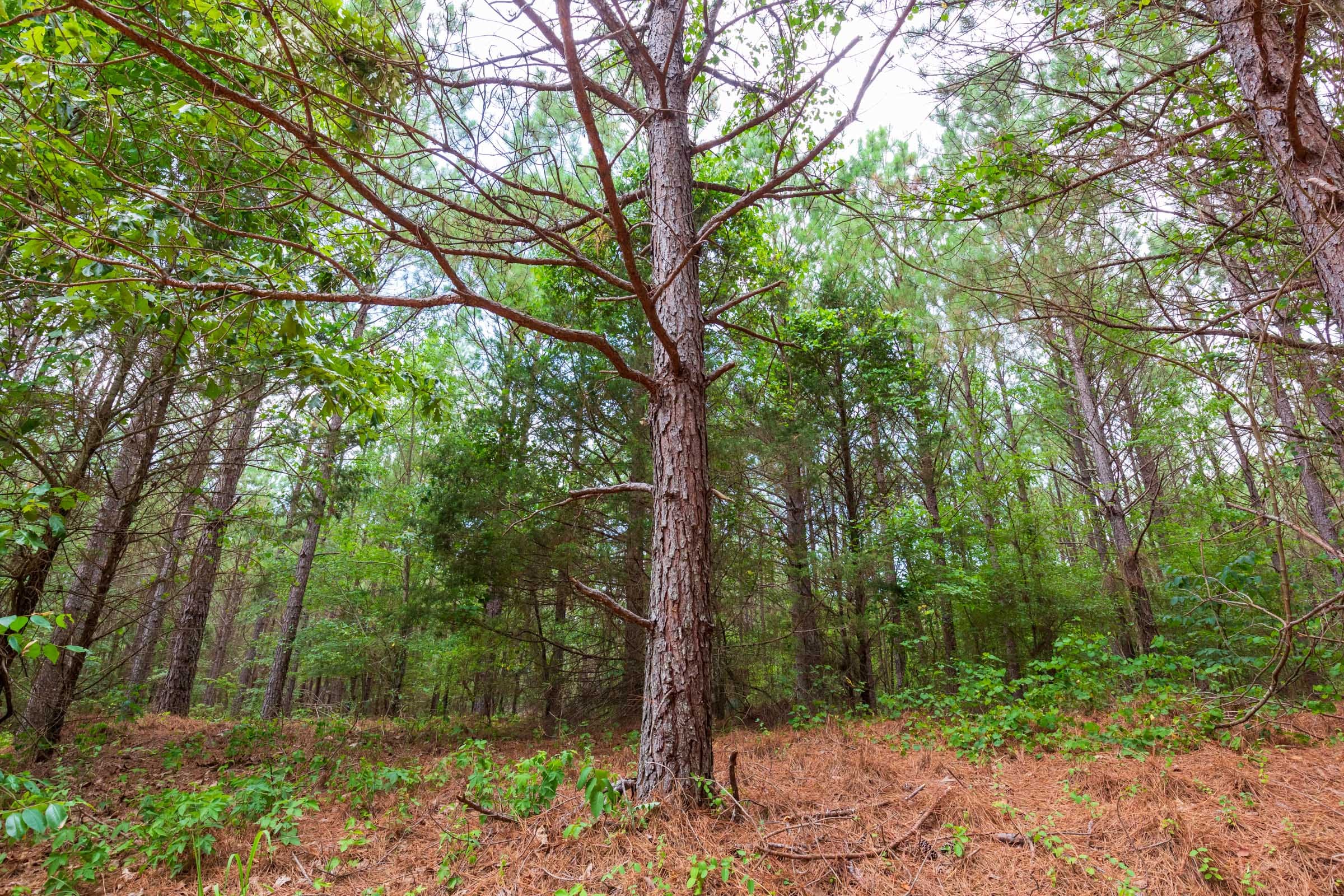 Whiskey Ridge Tract 81 photo 7