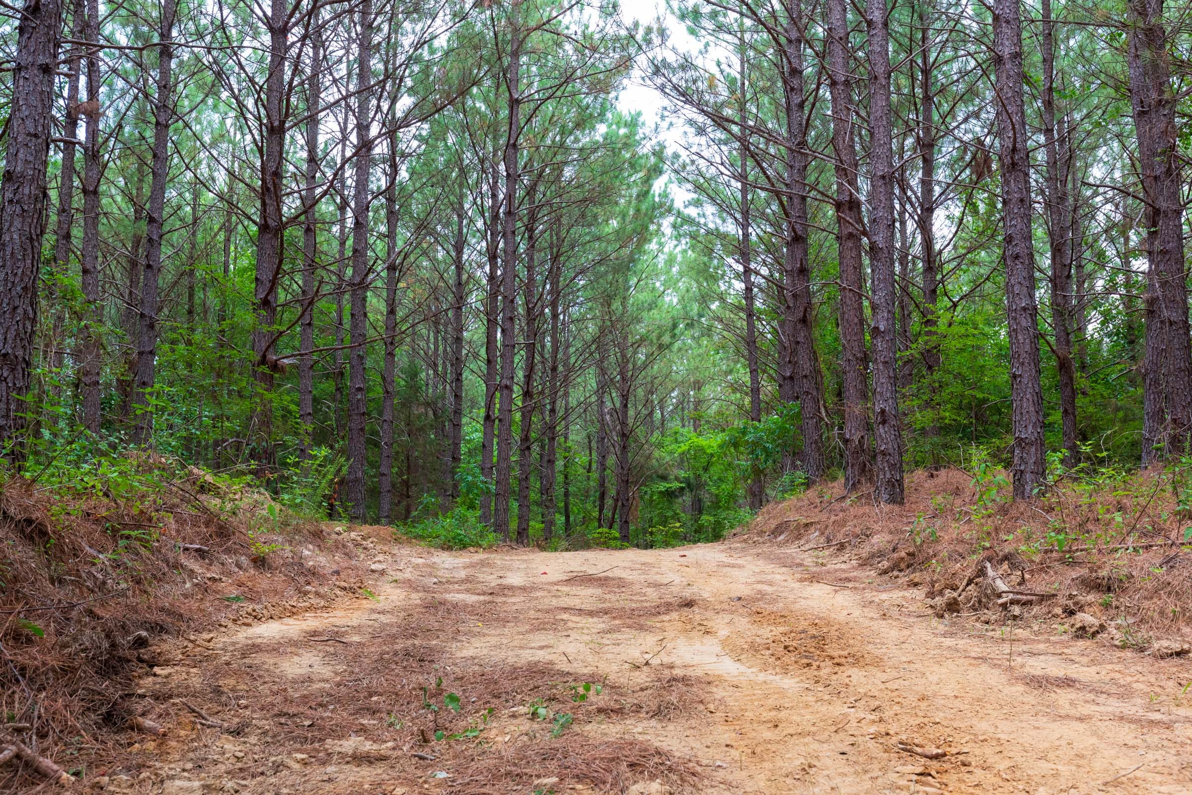 Whiskey Ridge Tract 81 photo 8