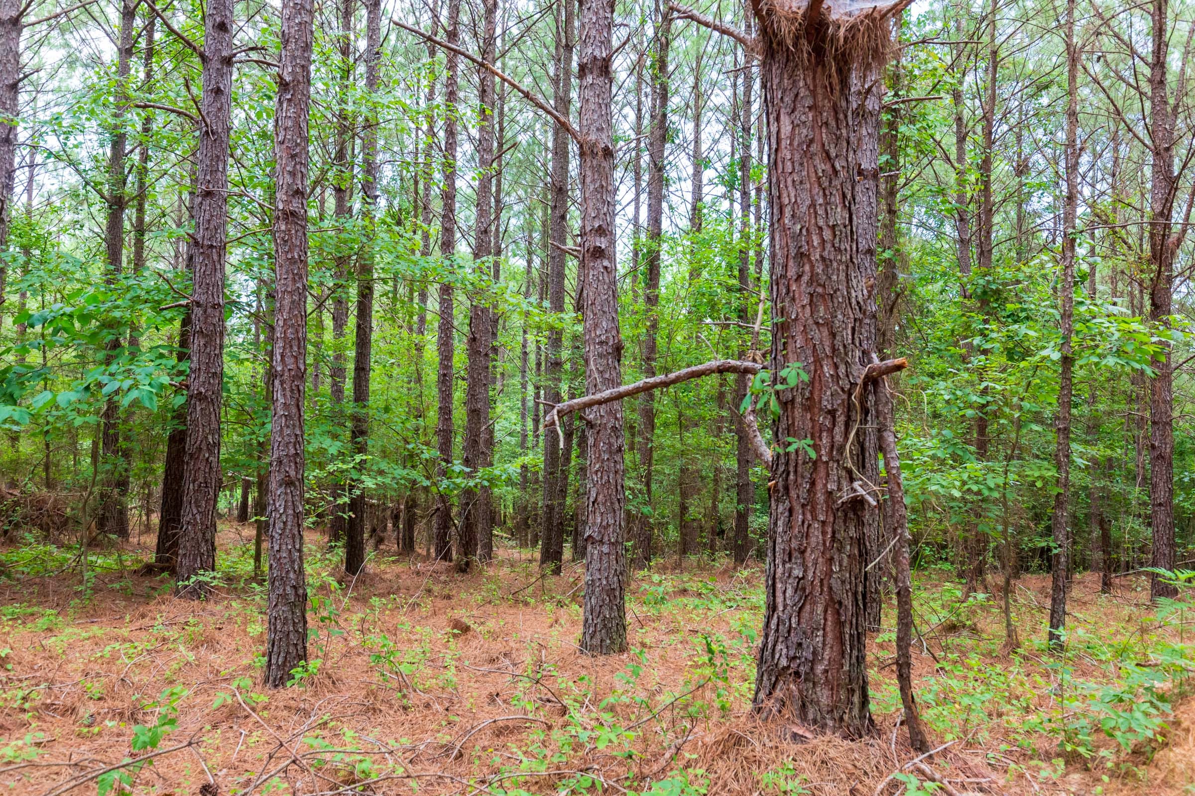 Whiskey Ridge Tract 81 photo 9
