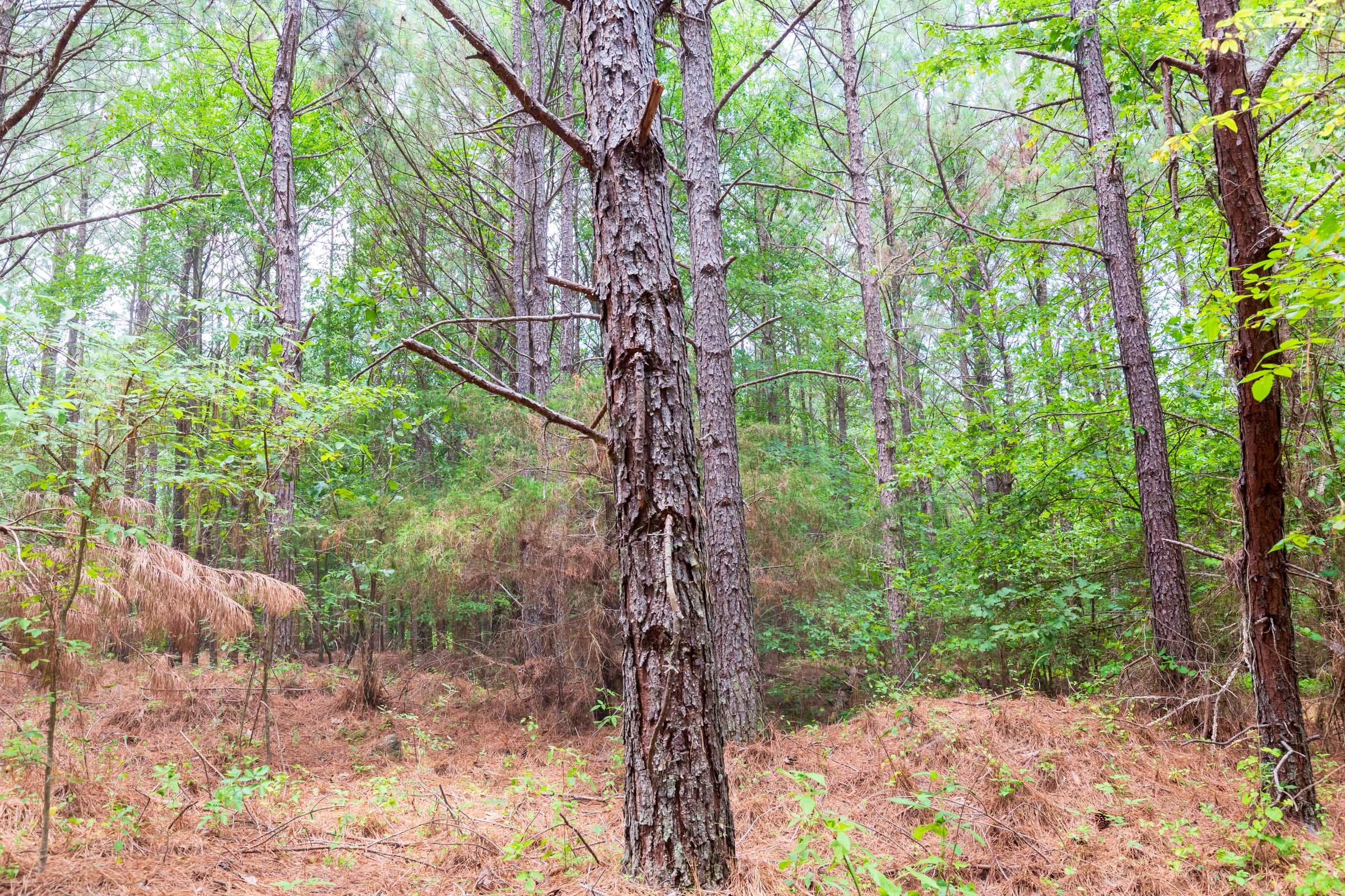Whiskey Ridge Tract 81 photo 10
