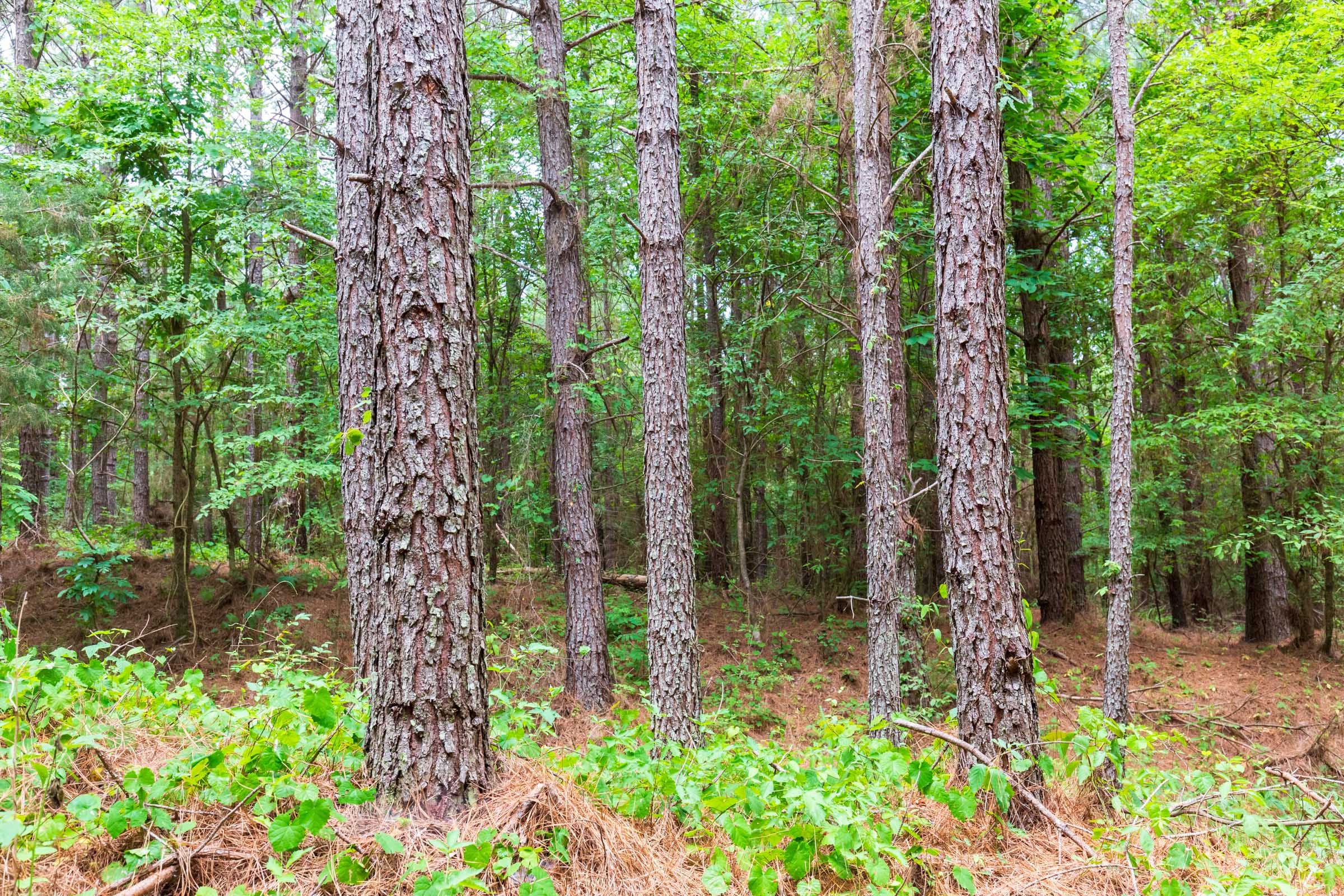 Whiskey Ridge Tract 81 photo 11