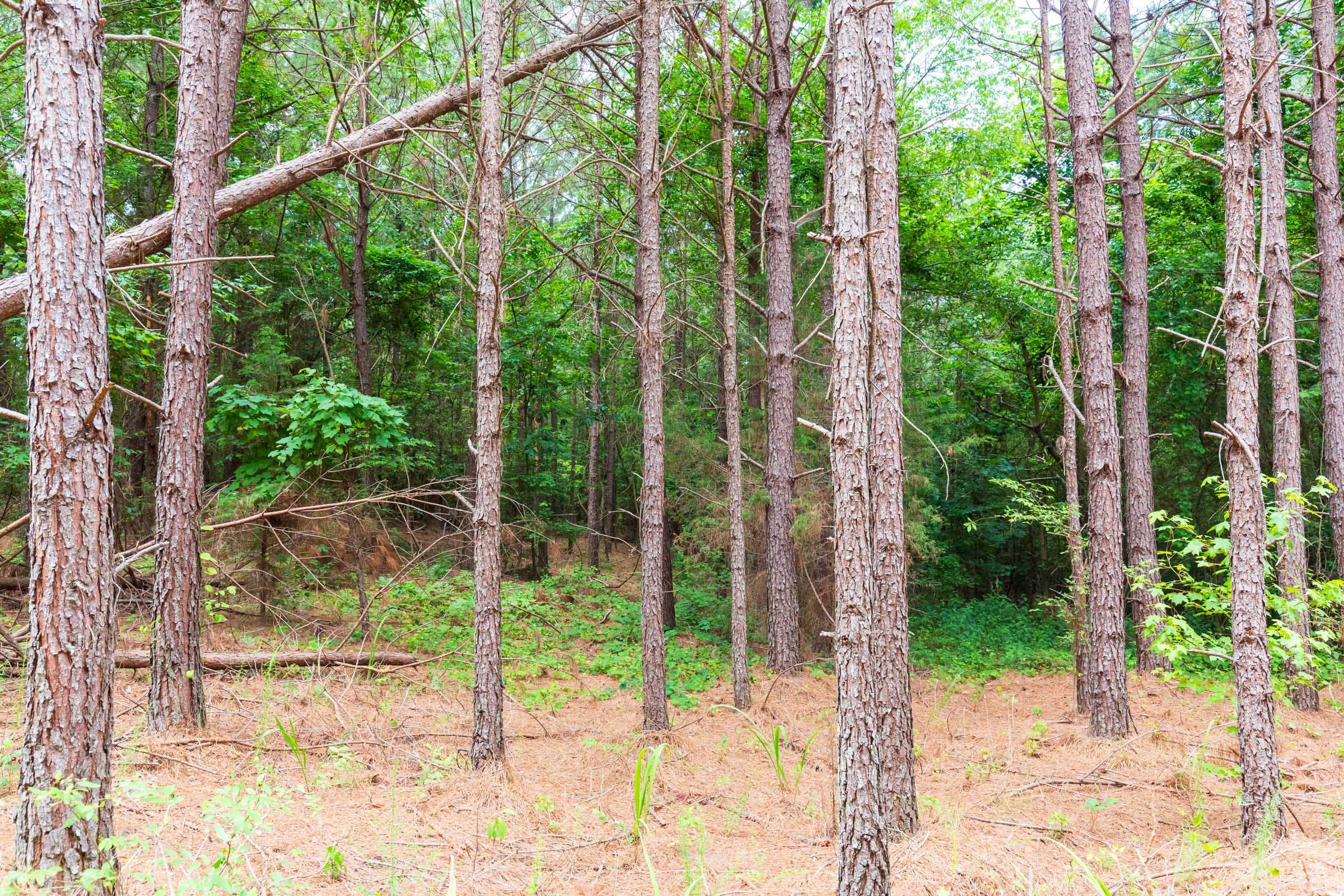 Whiskey Ridge Tract 81 photo 12