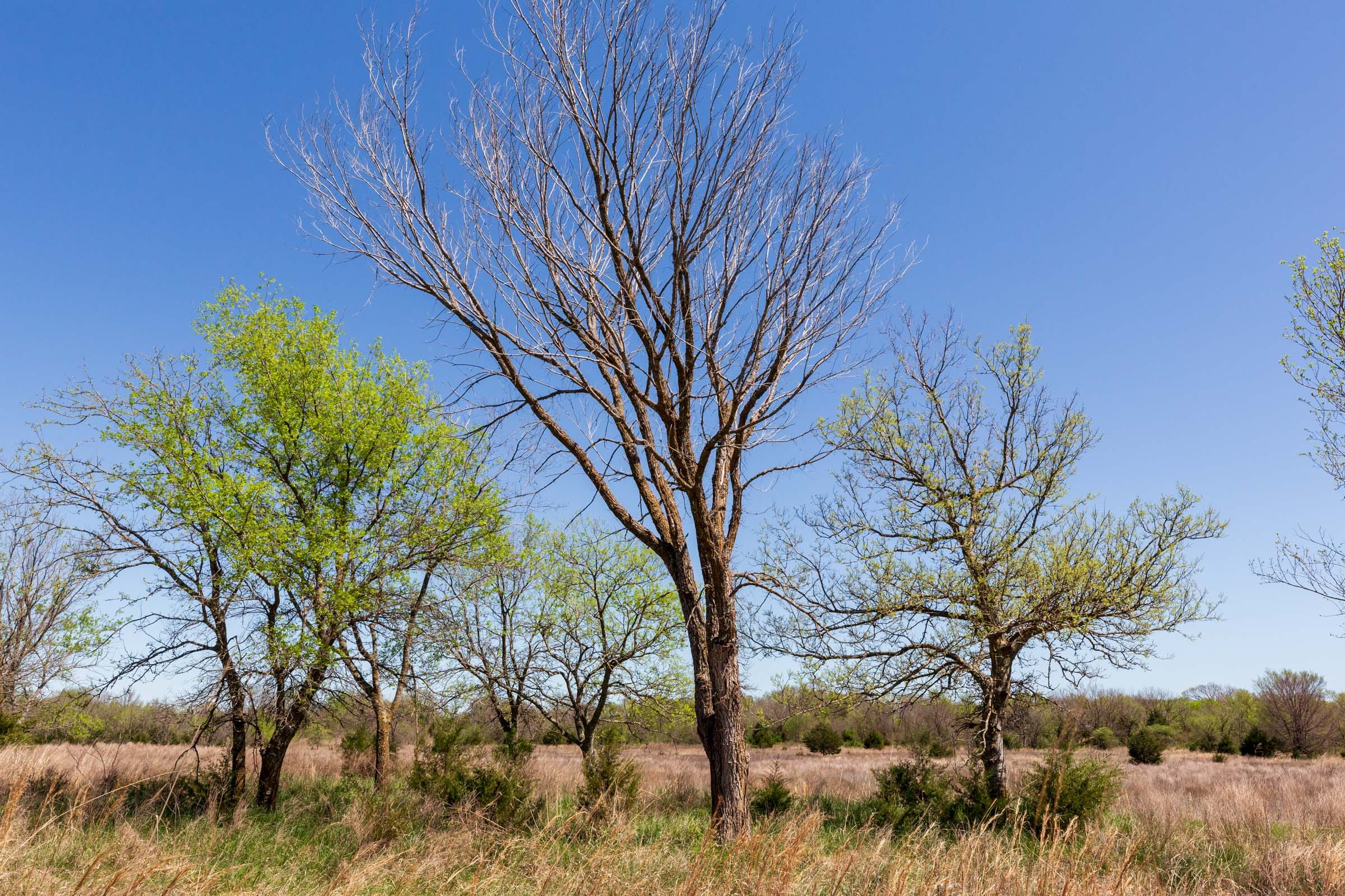 Prairie Grove Tract 23 photo 5
