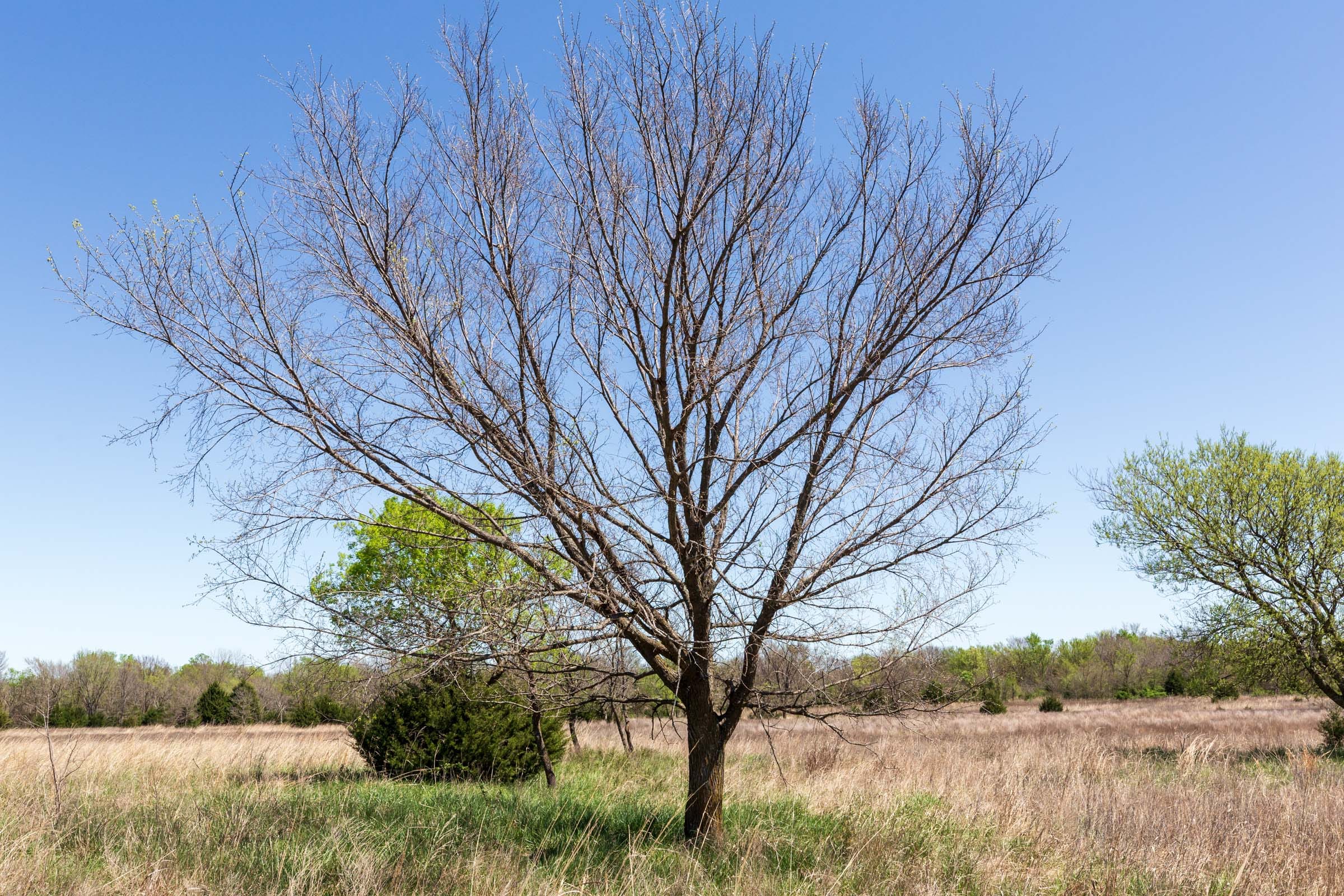 Prairie Grove Tract 23 photo 10