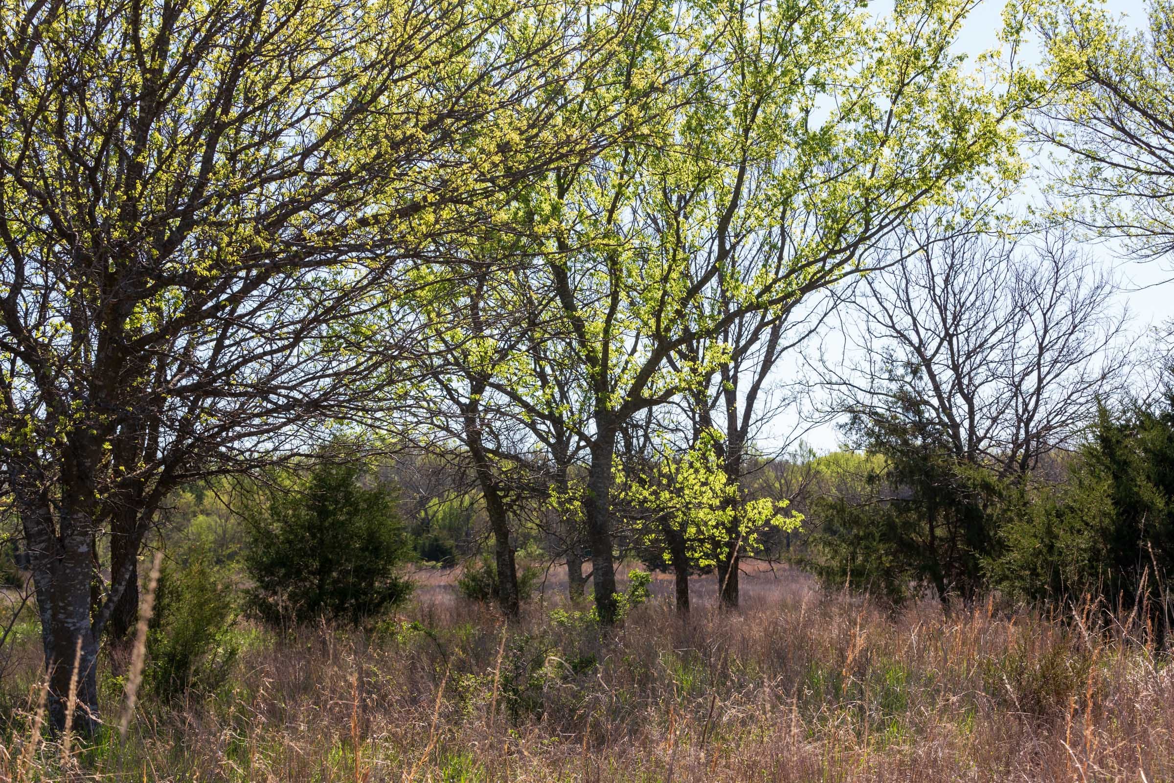 Prairie Grove Tract 23 photo 12