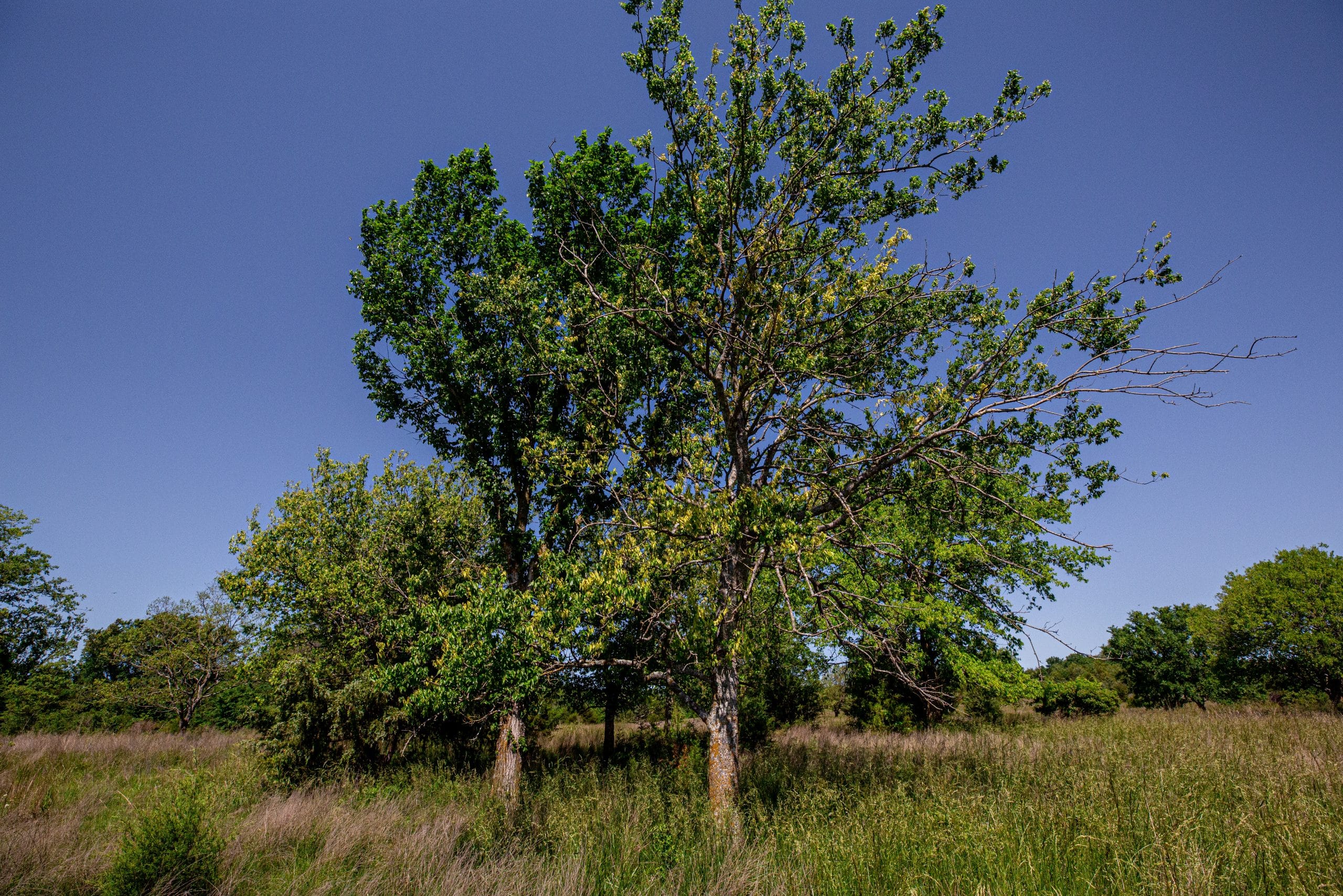 Prairie Grove Tract 23 photo 13