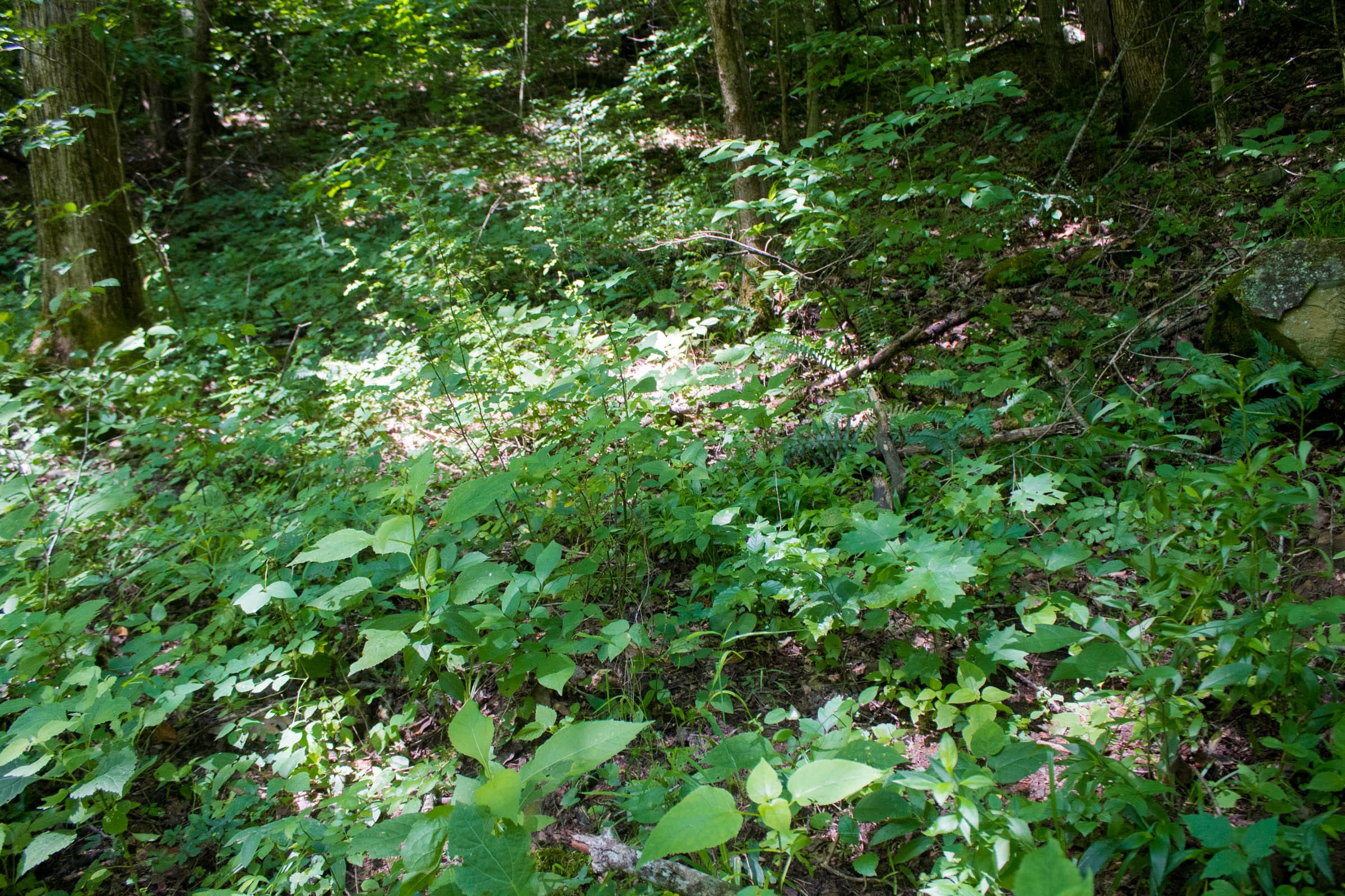 Bluewater Ridge Tract 11 photo 2