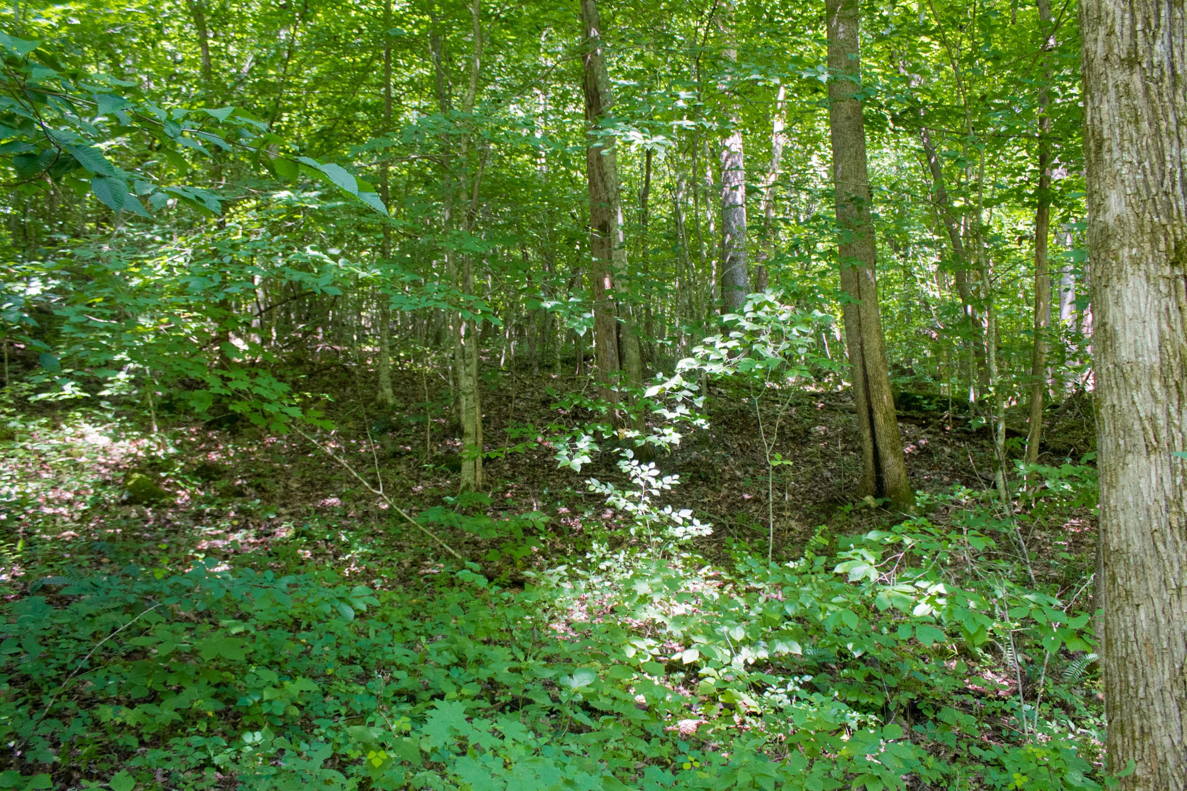 Bluewater Ridge Tract 11 photo 3