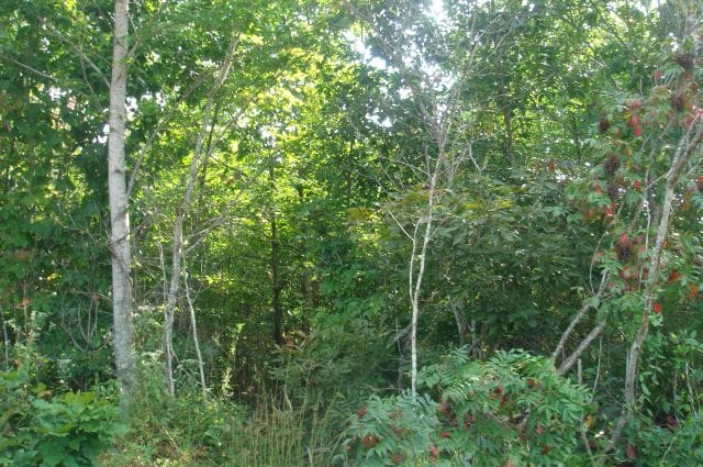Sugartree Falls Tract 12 photo 1