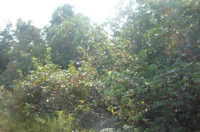 Sugartree Falls Tract 12 photo 2