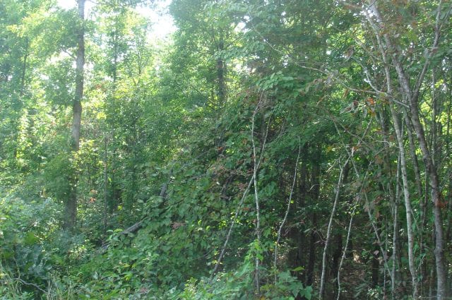Sugartree Falls Tract 12 photo 3