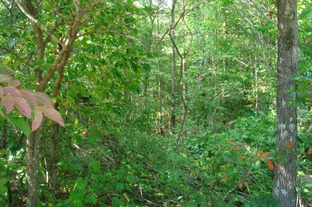 Sugartree Falls Tract 12 photo 4