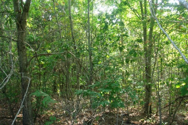 Sugartree Falls Tract 12 photo 6