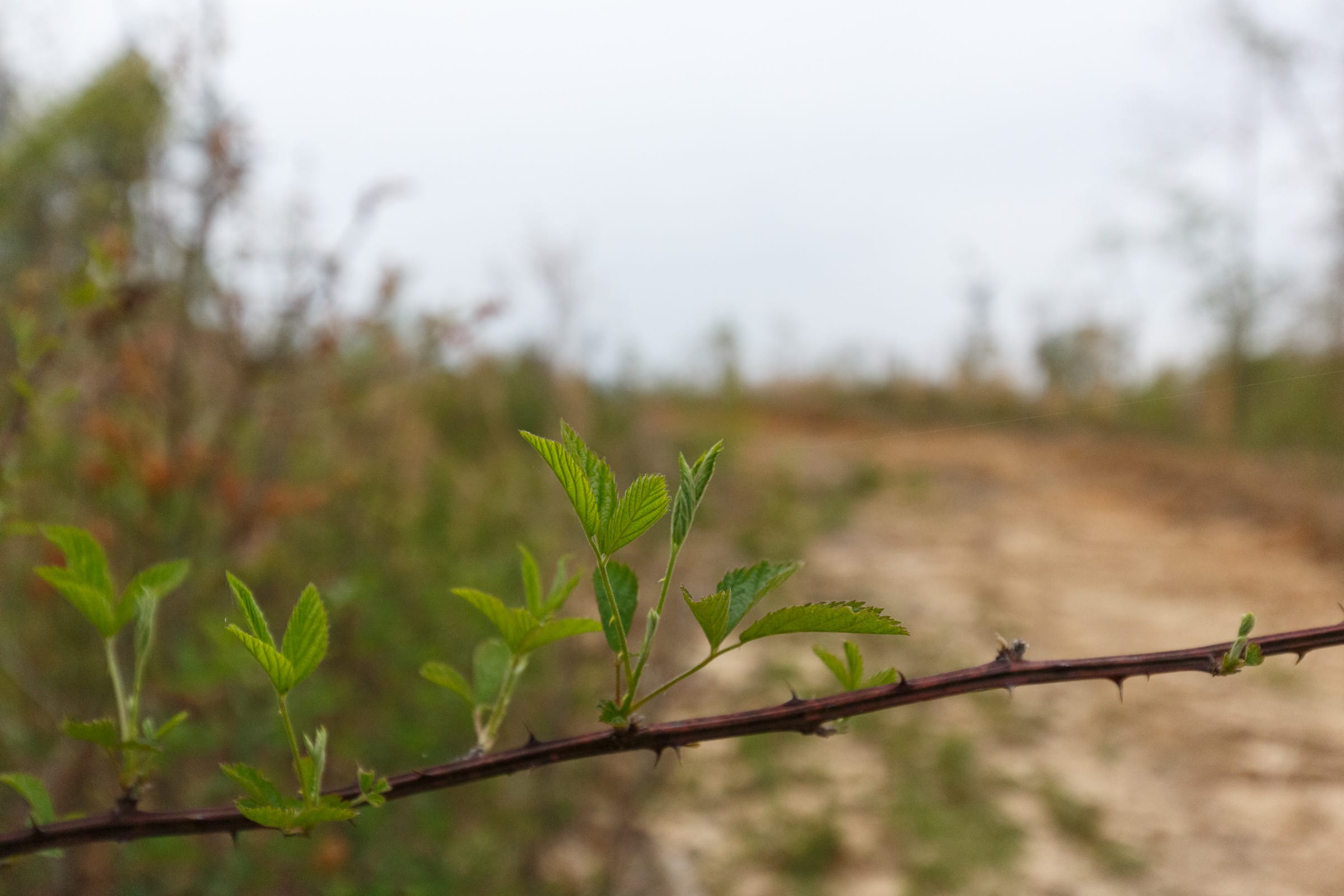 Twin Rivers Tract 34 photo 5