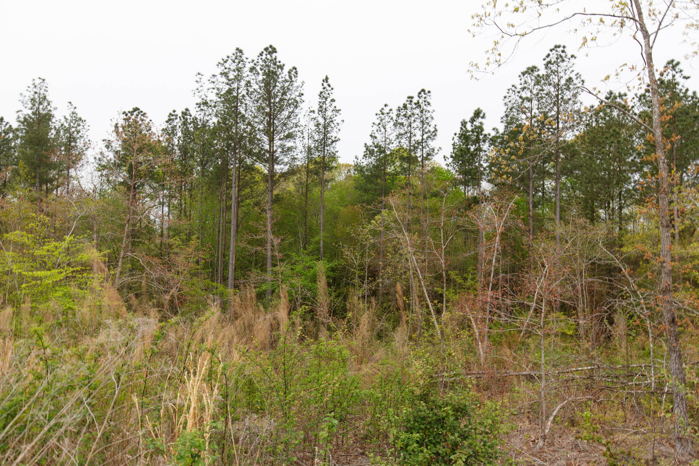 Twin Rivers Tract 34 photo 8