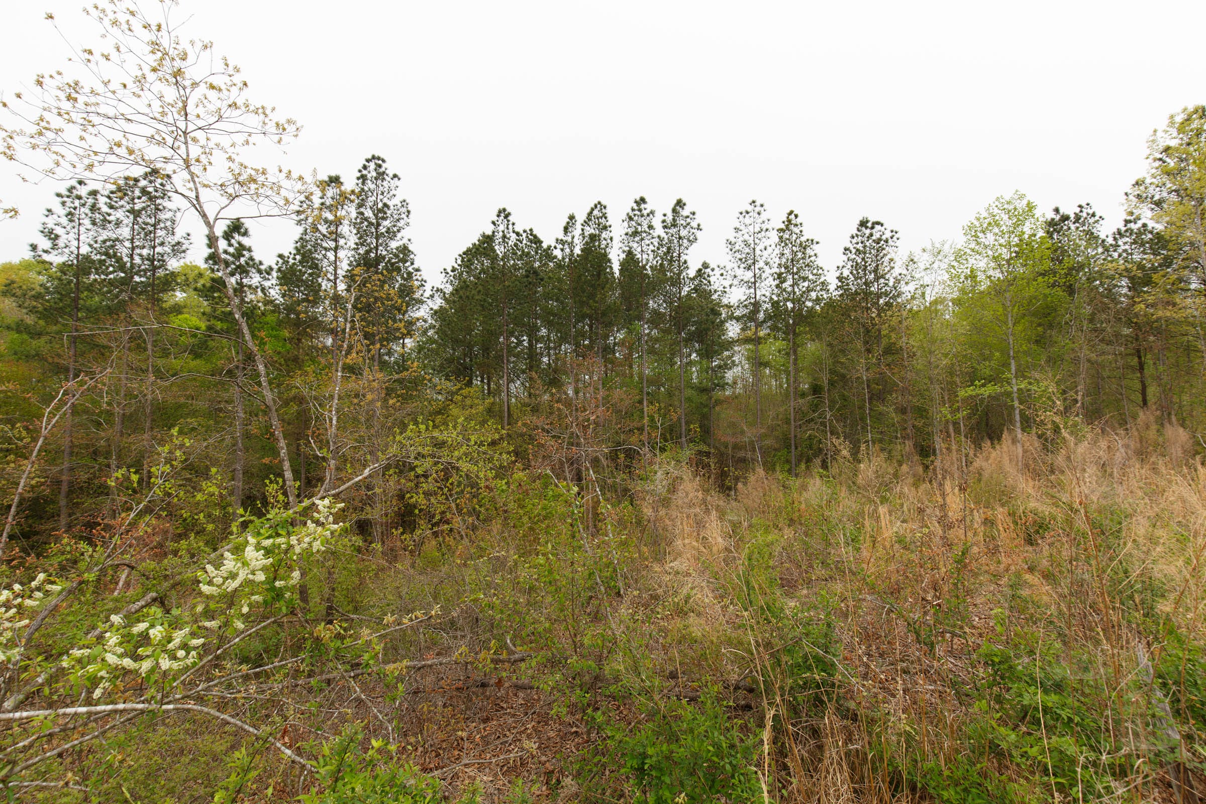 Twin Rivers Tract 34 photo 9