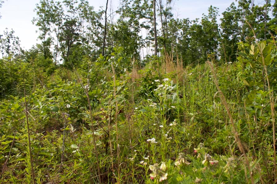 Thunder Mountain Ranch Tract 38 photo 6