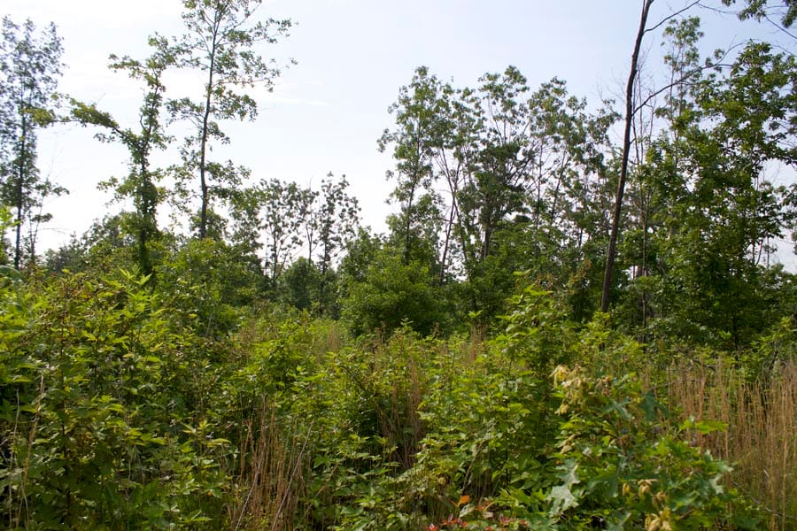 Thunder Mountain Ranch Tract 38 photo 8