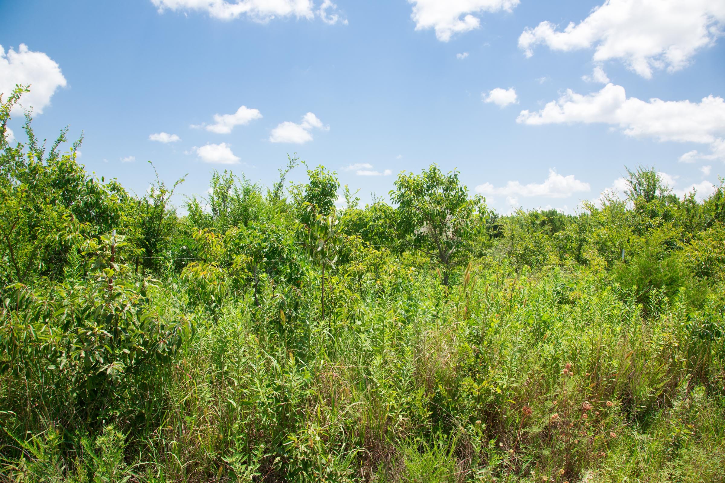 Deep Fork Ranch Tract 10 photo 3