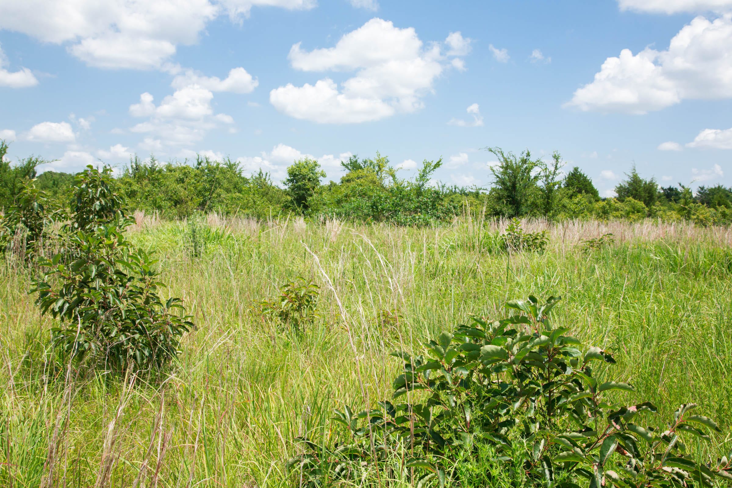 Deep Fork Ranch Tract 10 photo 8